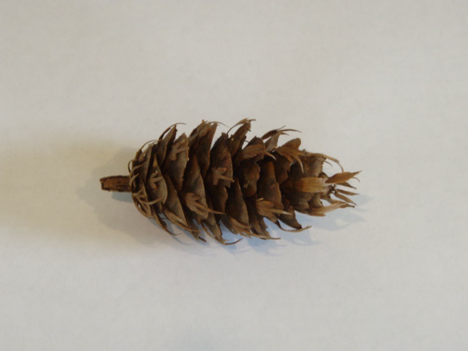 Douglas Fir Cones (12 pcs) - USA Cones For Crafts 2