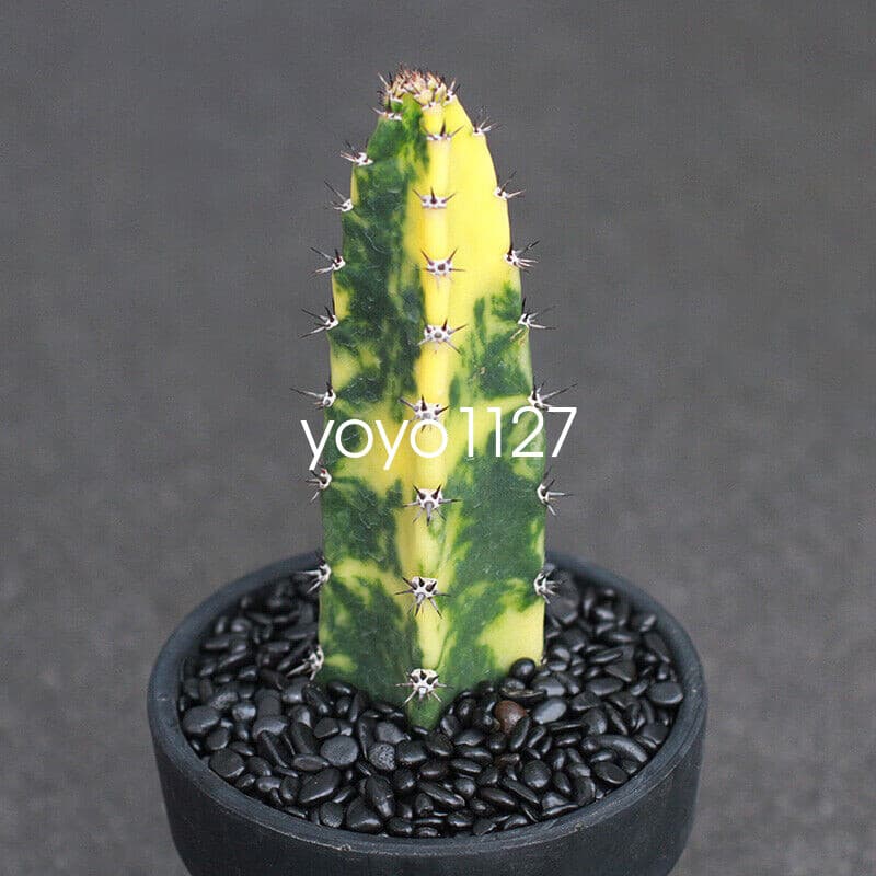 Harrisia Jusberti Variegated Rootless Cactaceae Succulent Cactus Plant 10-12CM 4