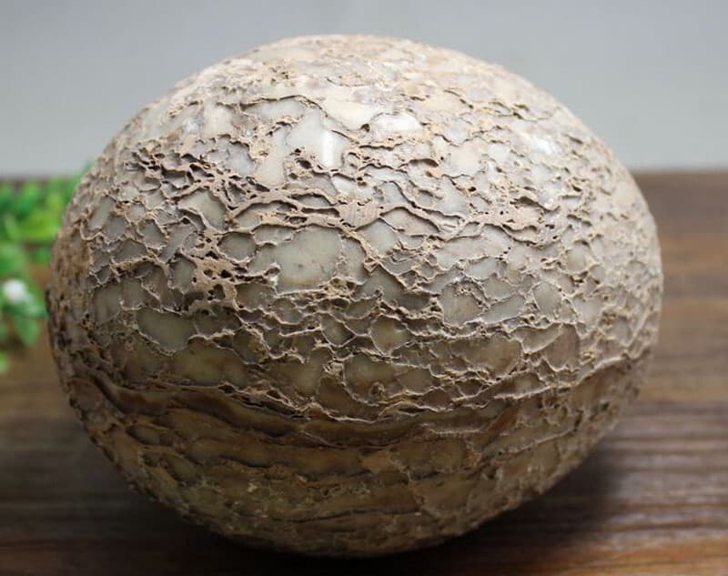 Segnosaur Dinosaur Egg Fossilized Crystallized Fossil Jurassic Cretaceous World 4