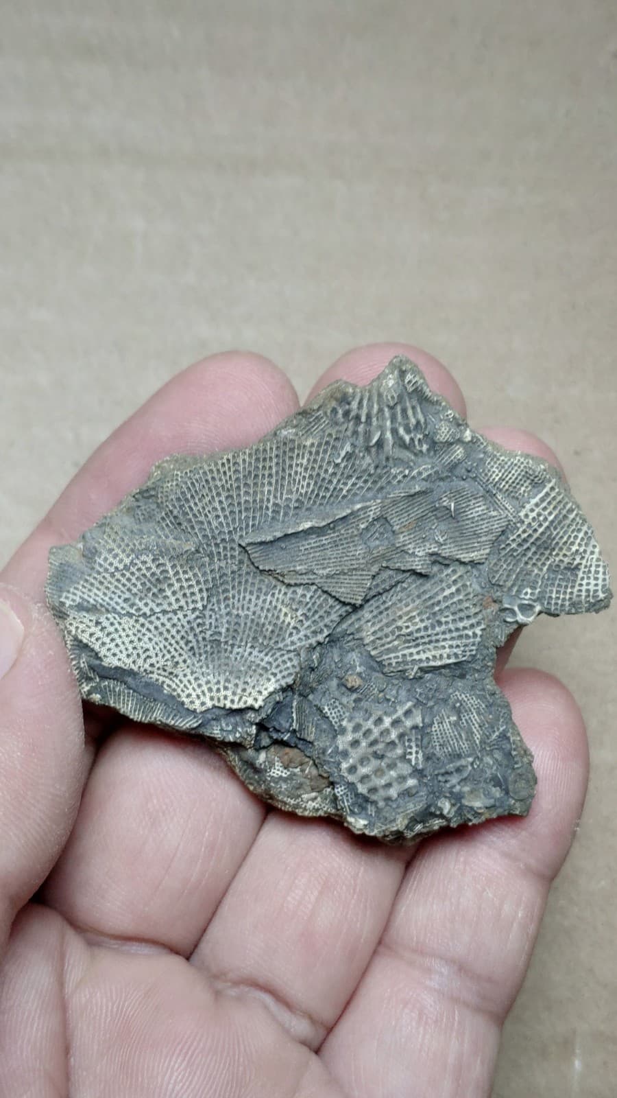 27g Bryozoa specimen from Cambrian Period 6