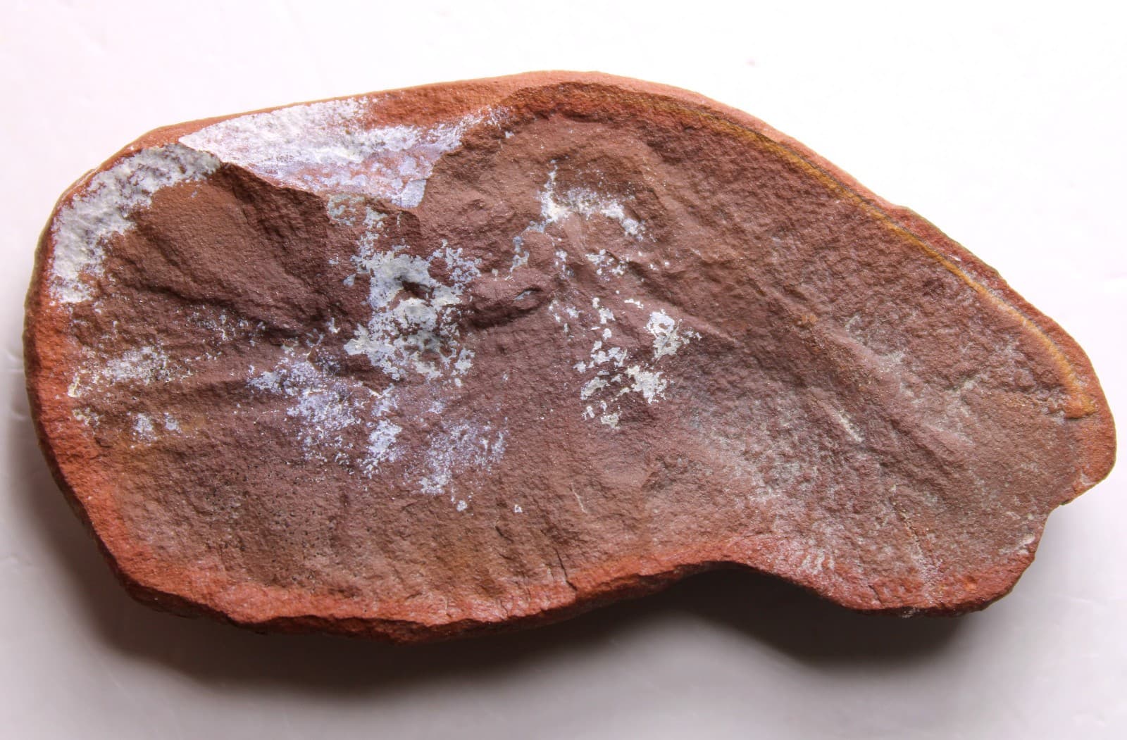 Mazon Creek Belotelson magister Shrimp Fossil Carboniferous Illinois