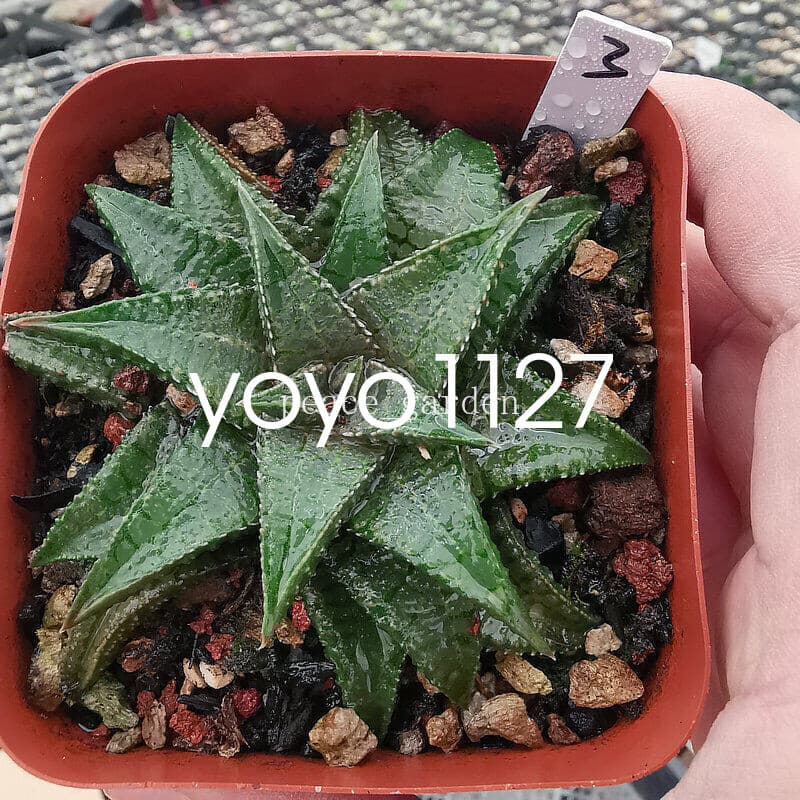 RareSucculent Plant Haworthia Haworthiopsis Koelmaniorum Home Garden 7CM 6