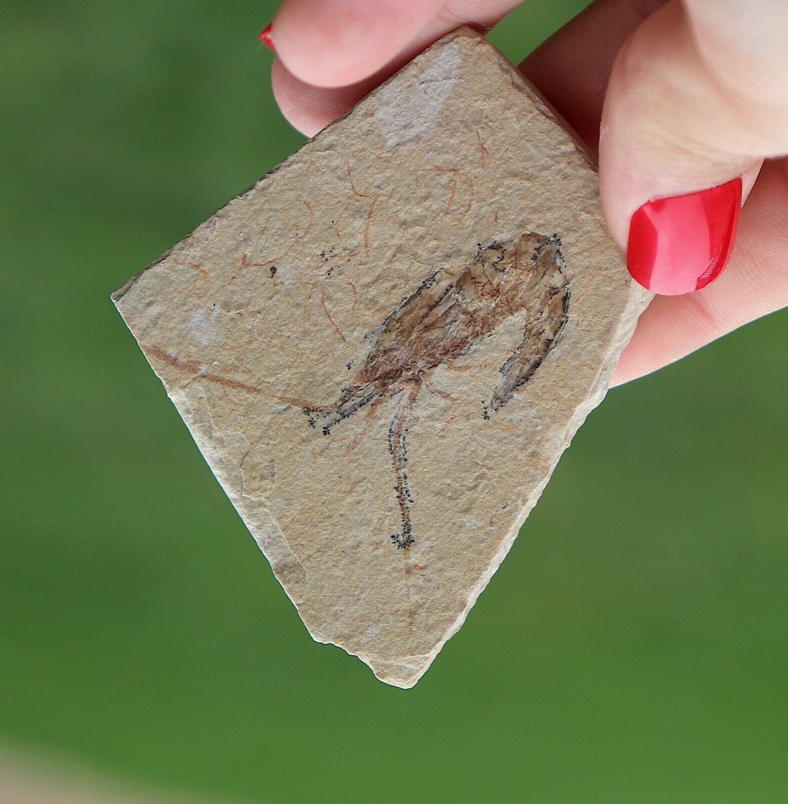 Fossil Shrimp From Solnhofen Germany  150 MILLION YRS OLD JURASSIC 5.5 Cm's