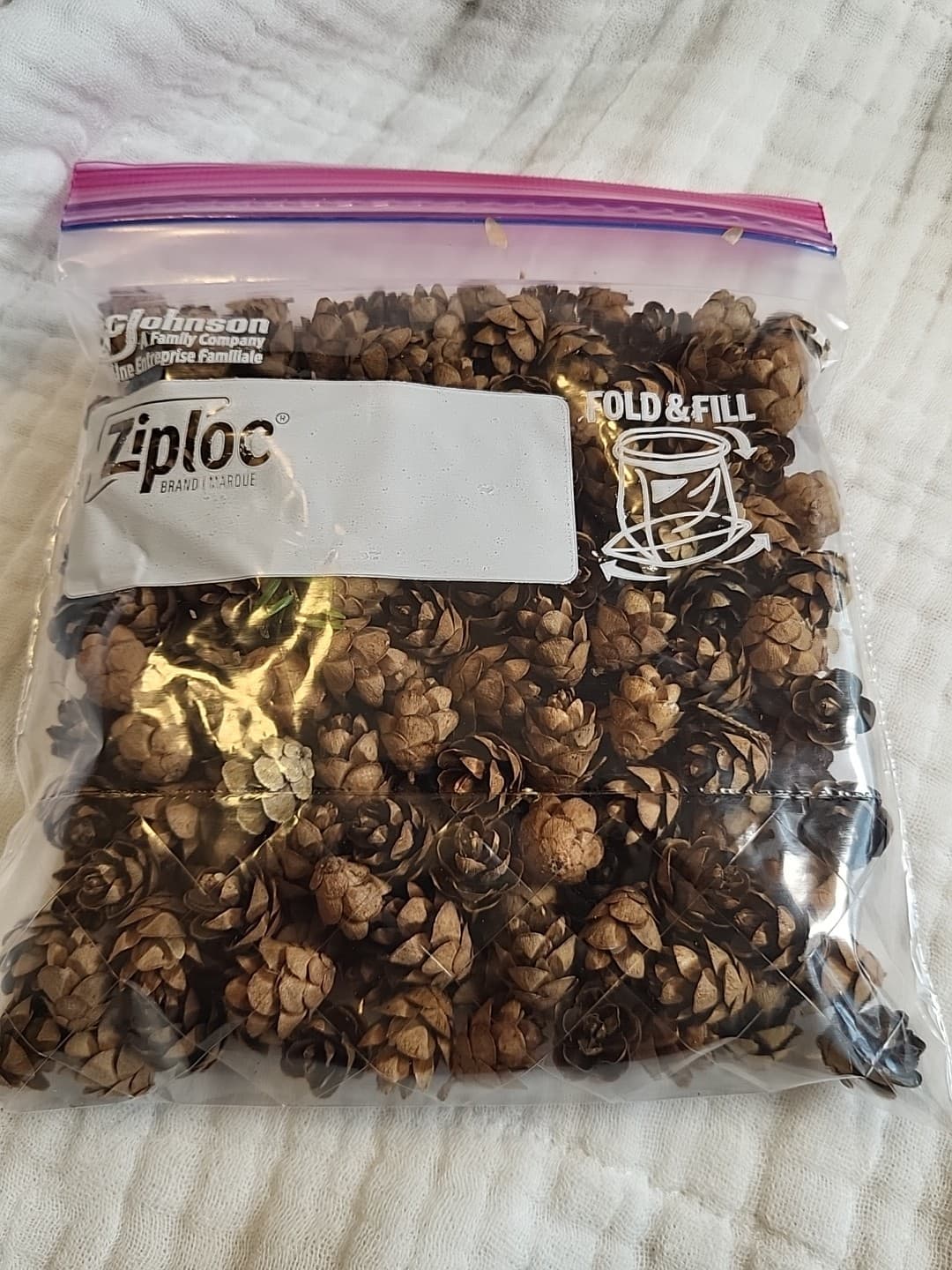 Miniature Hemlock Pine Cones Handpicked 200 Pieces, Sizes Vary All Minis 4