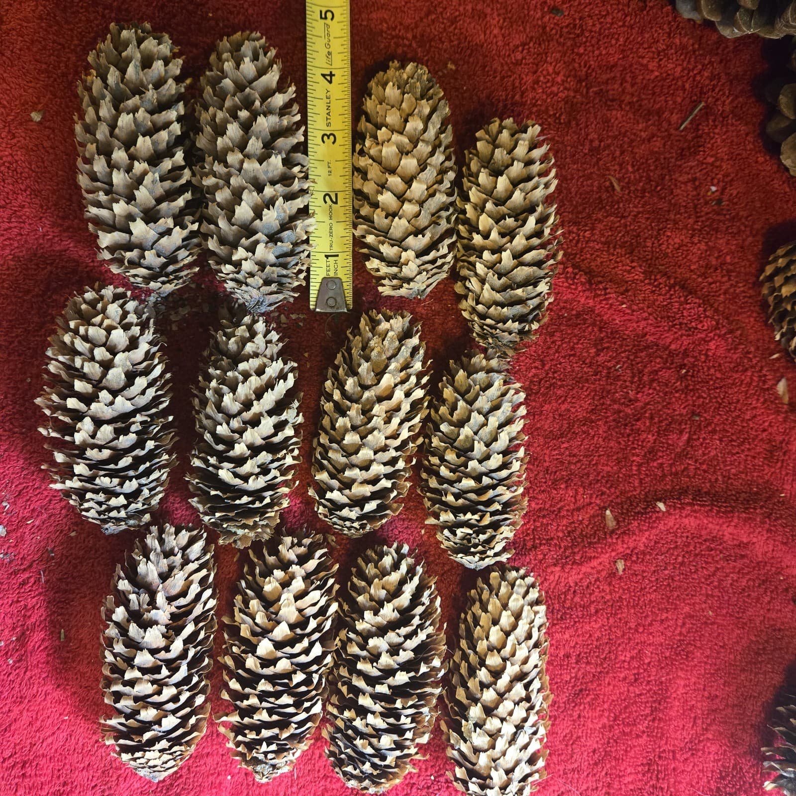 12 Larger Blue Spruce Cones  4-5 Inches 6 Ounces Clean For Crafting Idaho.