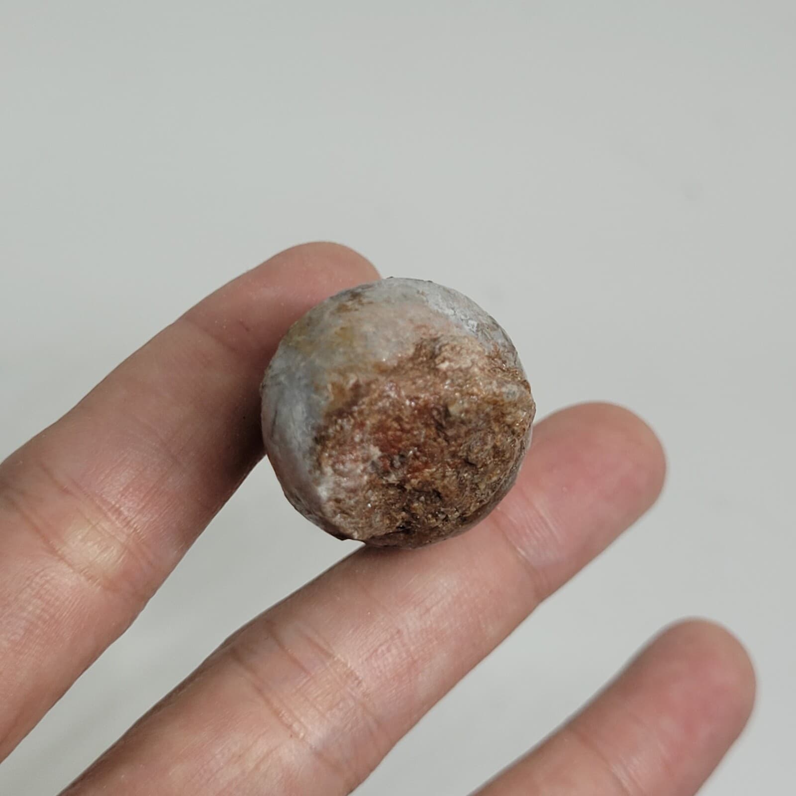 32 gr Indonesia NATURAL Rough Gastropod SeaShell Mollusca Fossil Specimen 8-124 2