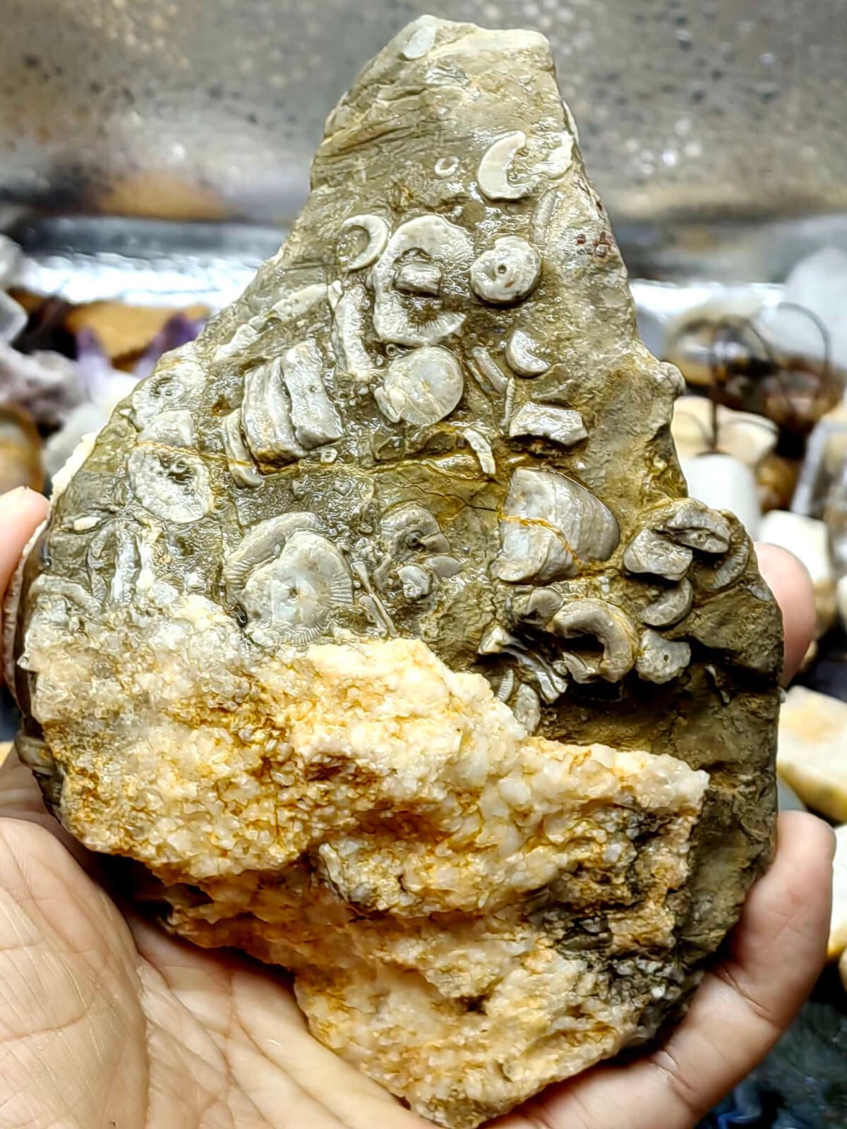 Natural Devonian prehistoric Jurassic biota crinoids Fossils 5