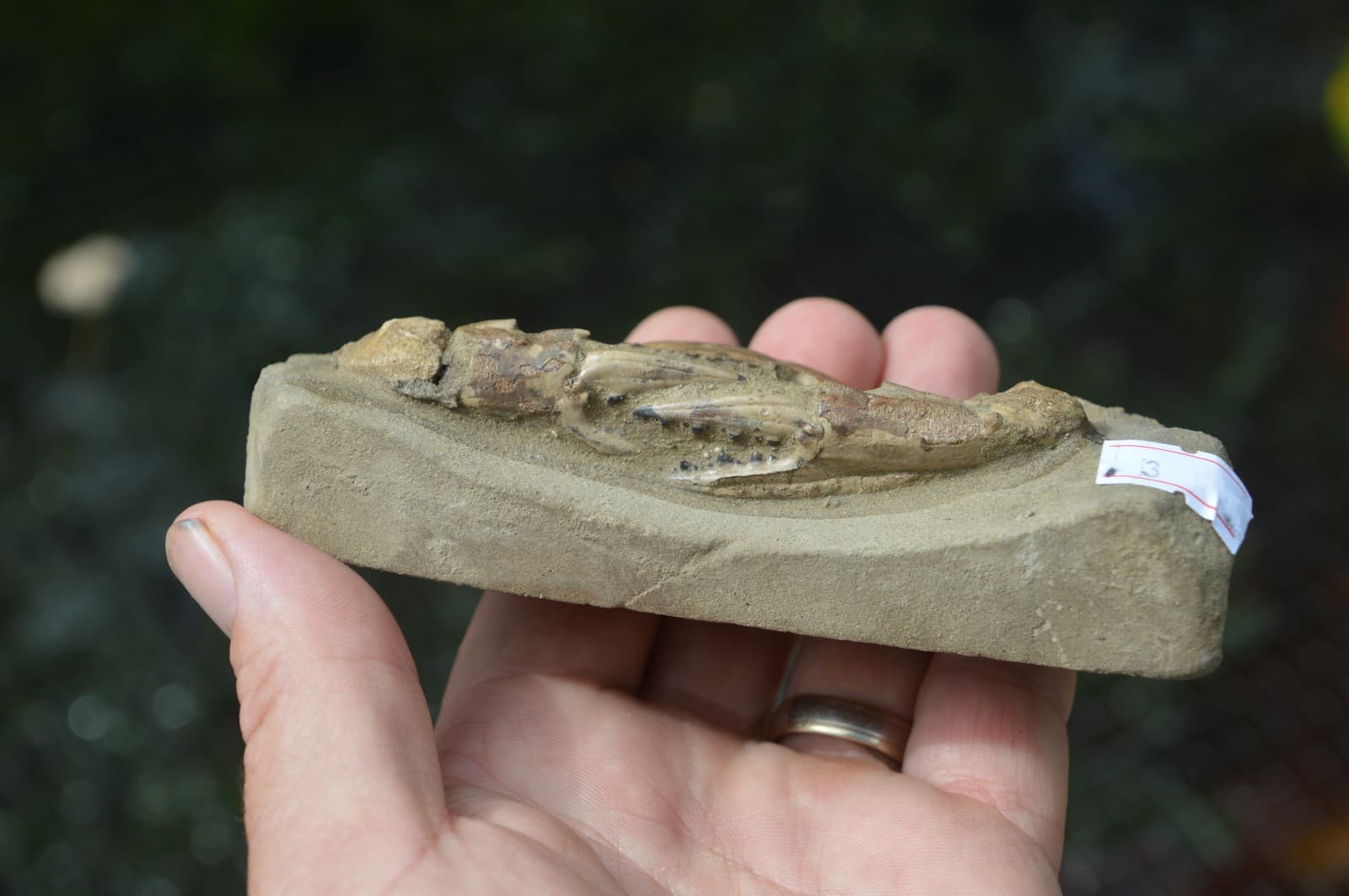 AMAZING FOSSIL CRAB FROM JAVA, INDONESIA BEST VALUE FOSSIL CRABS ANYWHERE! #3 2