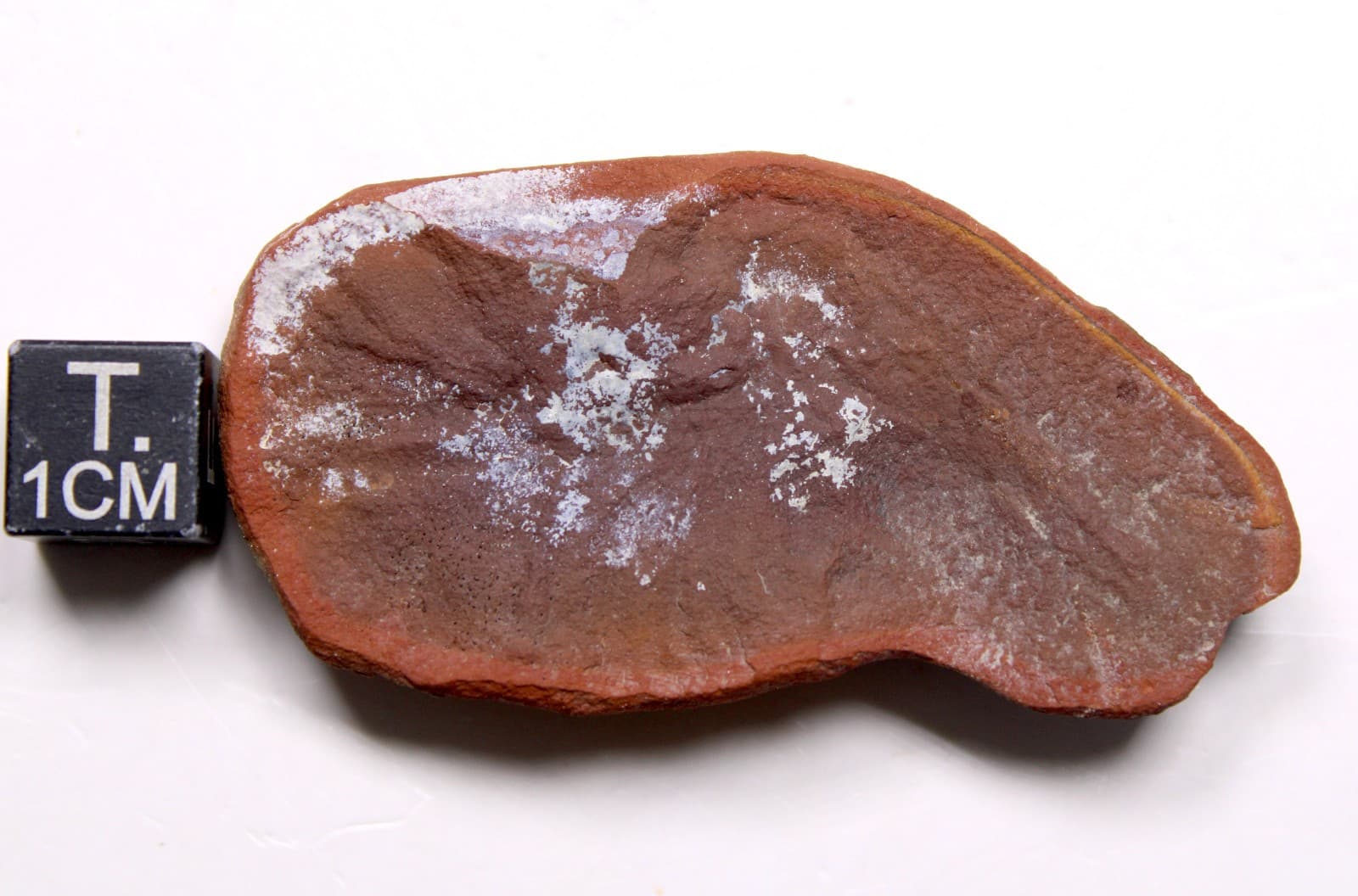 Mazon Creek Belotelson magister Shrimp Fossil Carboniferous Illinois 2