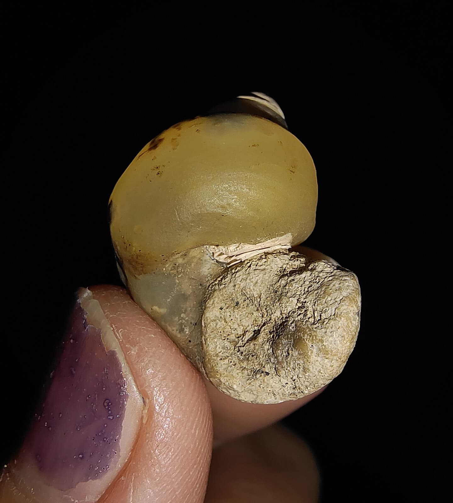 AMAZING AMMONITE! GASTROPOD SEASHELL FOSSIL VIVIPARIDAE FROM INDONESIA 20MM, 001 6