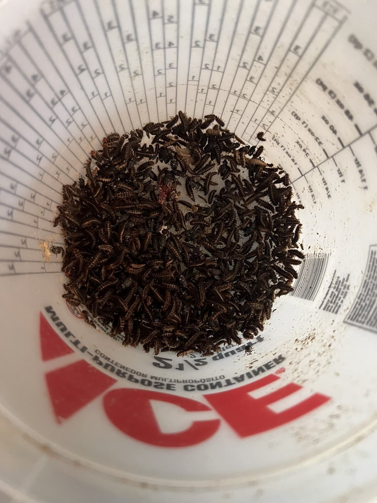 Dermestid beetles 750+ Adults , Larvae, eggs. 5