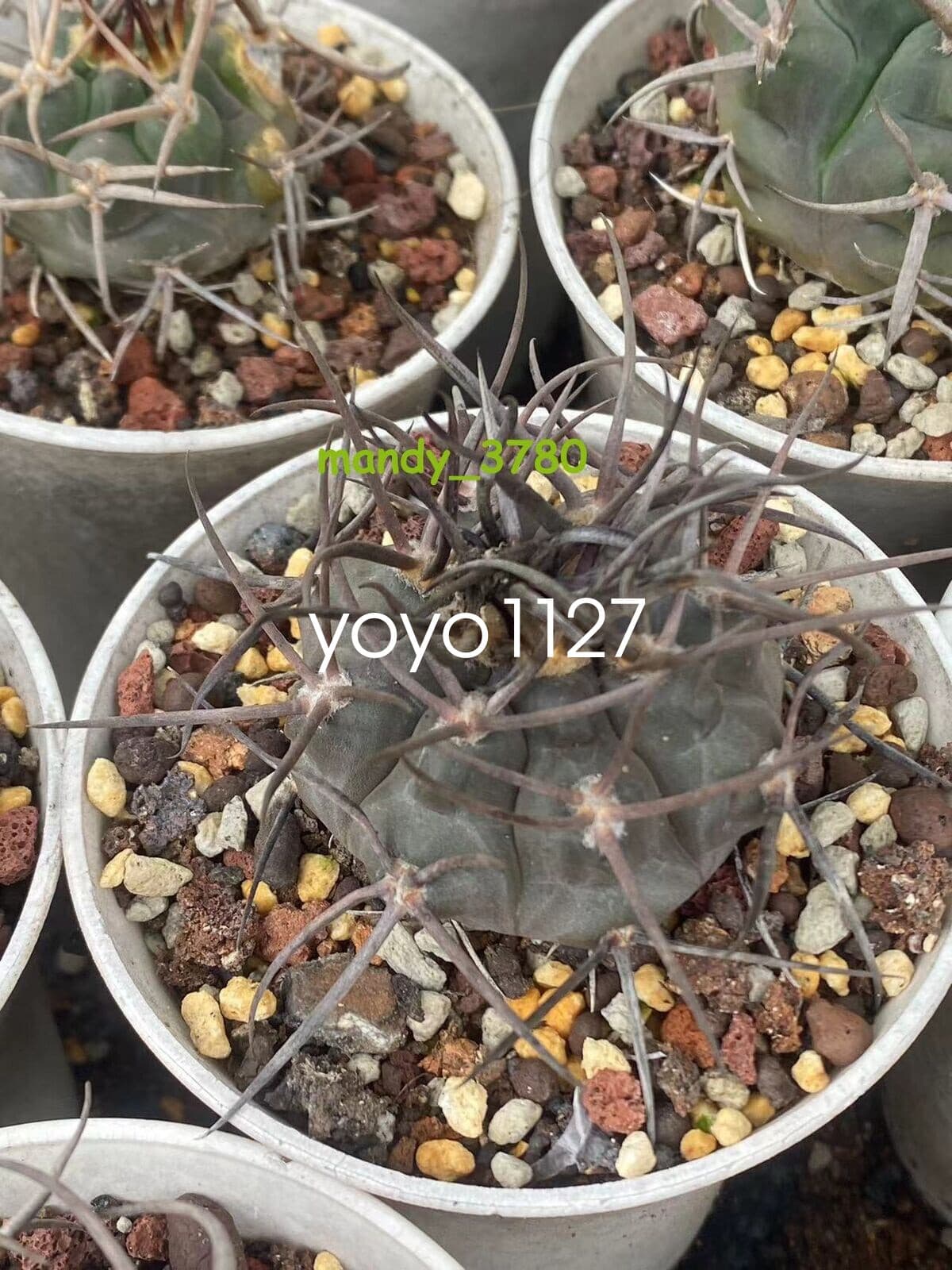 RareSucculent Plant Gymnocalycium hossei Boutique seedgrowth 6