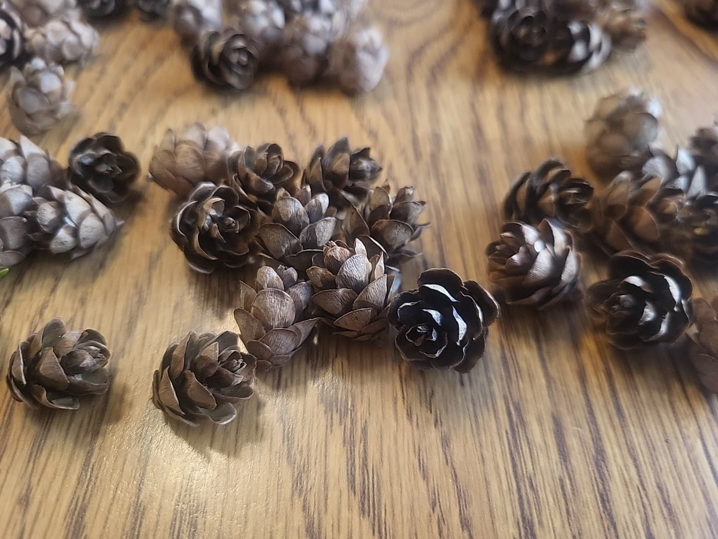 Miniature Hemlock Pine Cones Handpicked 200 Pieces, Sizes Vary All Minis 2