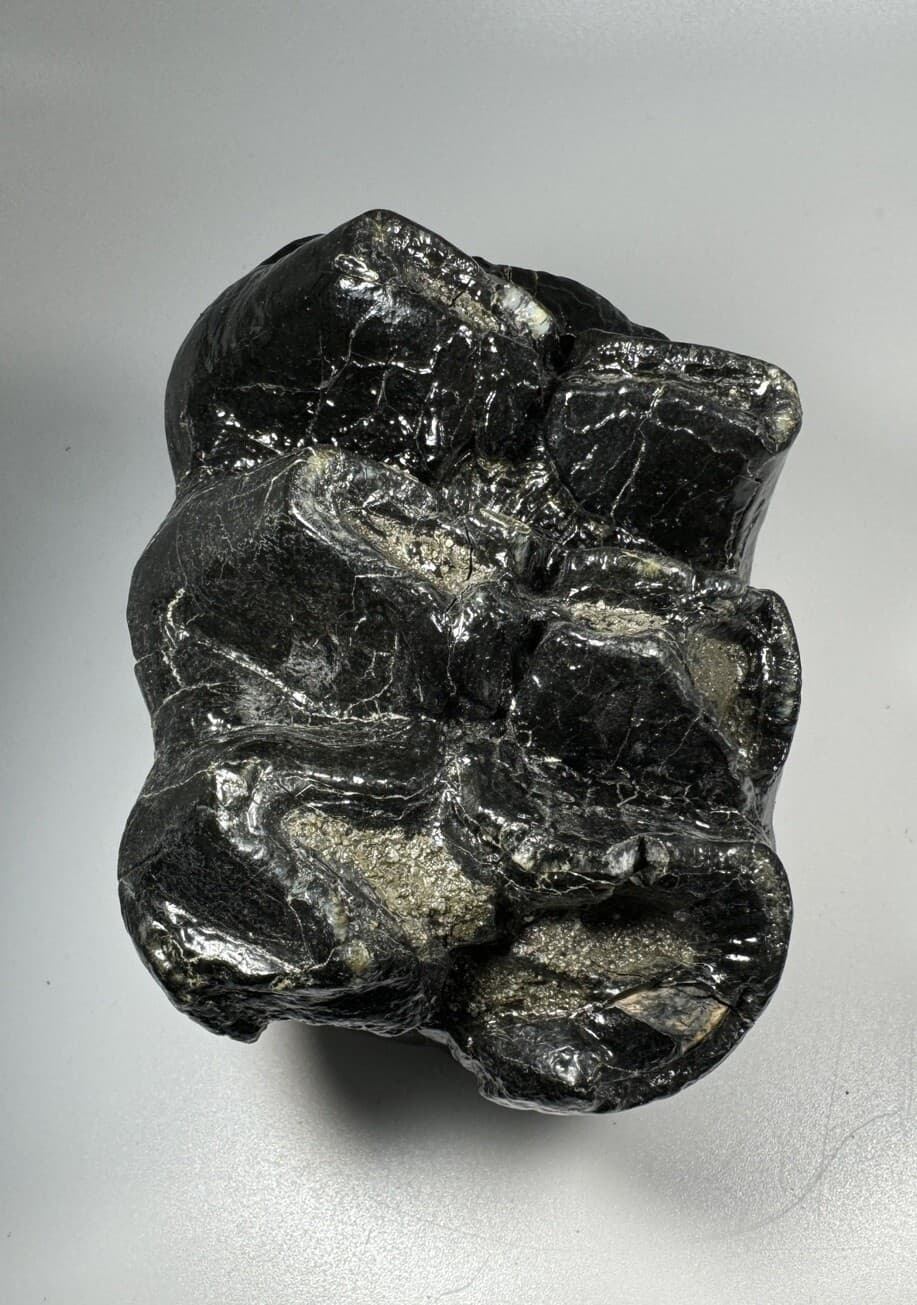 Georgia Mastodon Fossil Tooth/Molar With Partial Root Mammal Fossil Not Mammoth 5