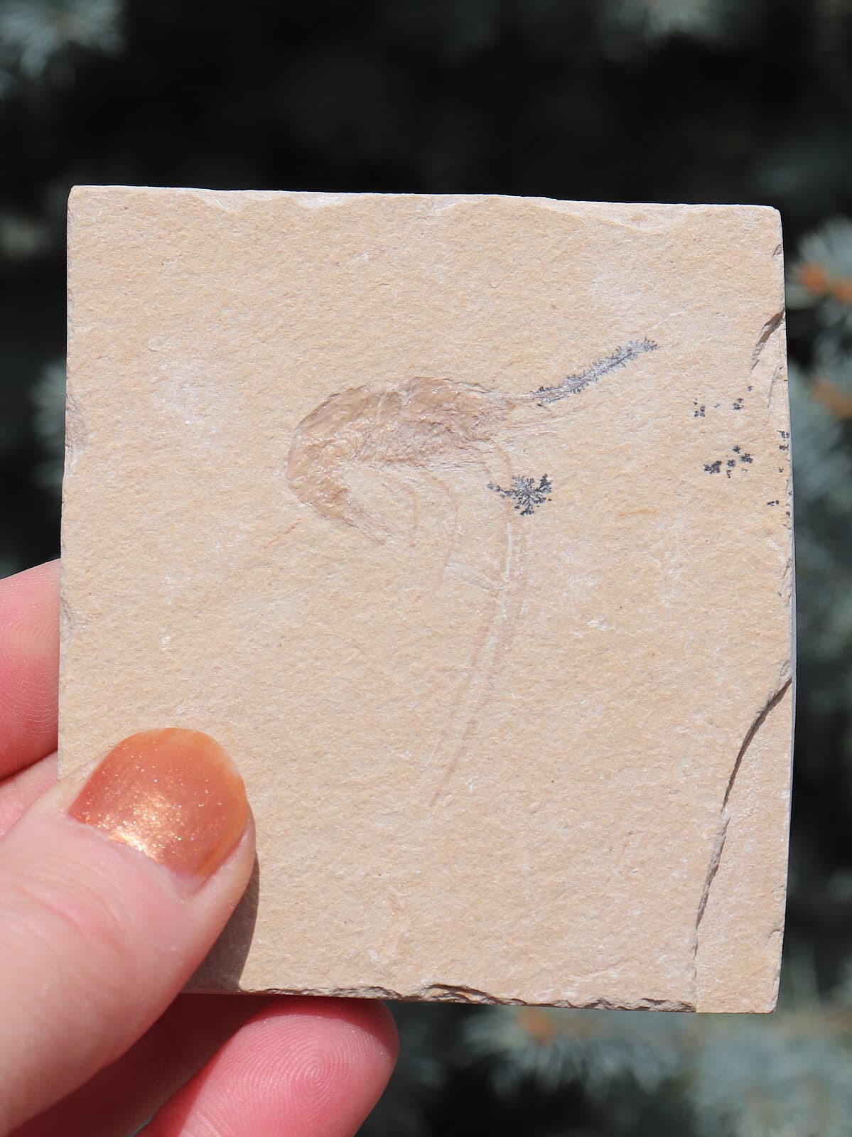 Jurassic Fossil Shrimp From Solnhofen Germany     7.7 Cm's 2