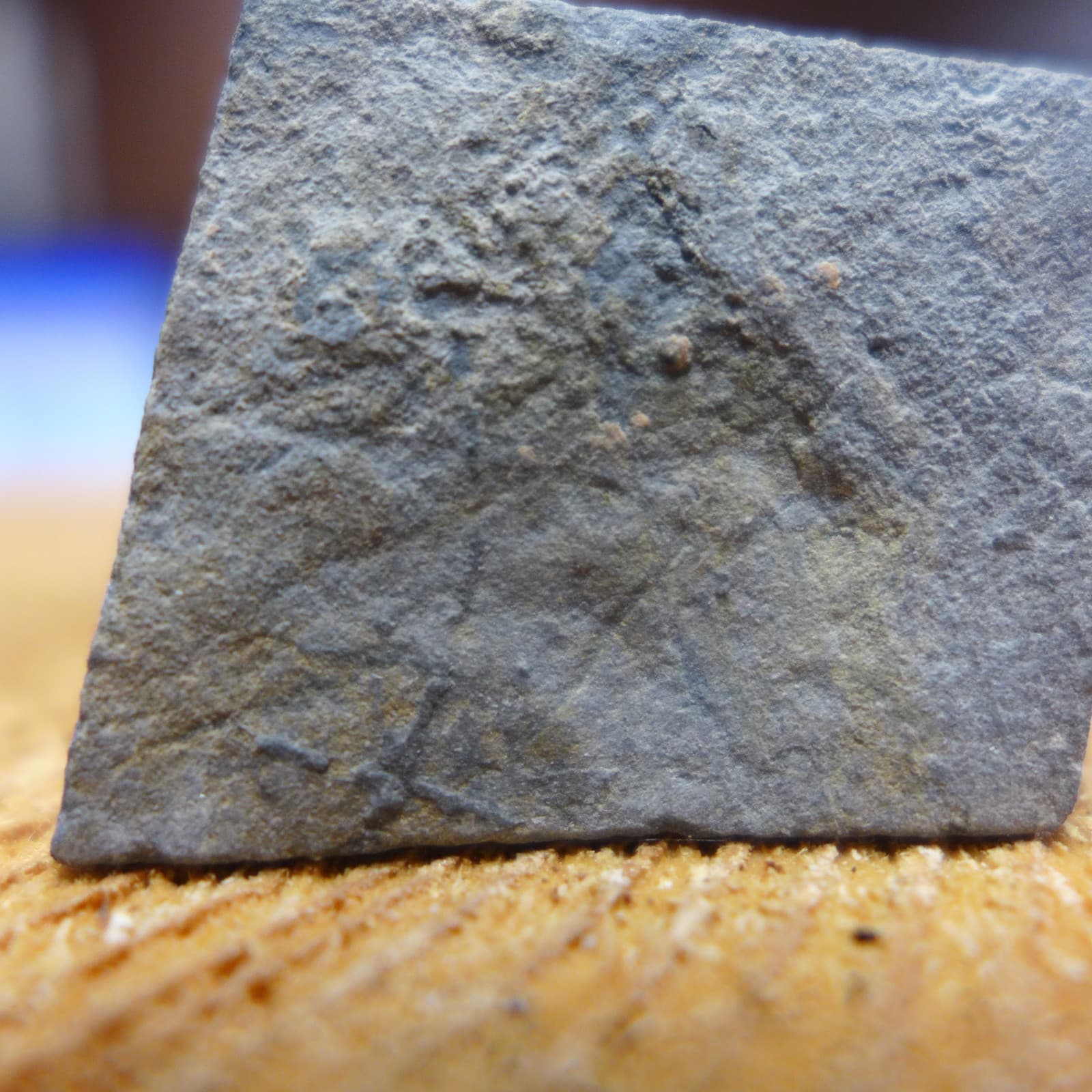 GEOLOGICAL ENTERPRISES Lower Carboniferous Edrioasteroid Stalticodiscus milleri 4