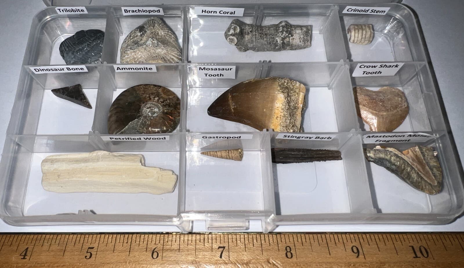 Labeled 12 REAL Fossil Lot Collection MOSASAUR, DINOSAUR, ICE AGE, SHARK TOOTH! 2