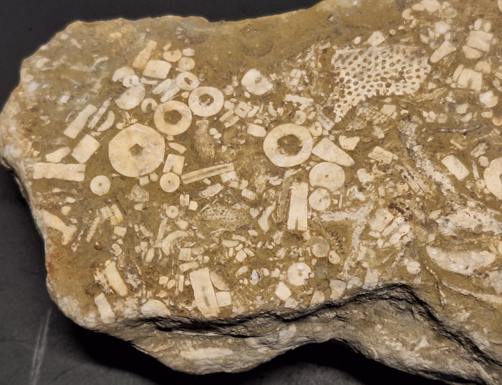 Fossil Hash Plate Brachiopod Coral Crinoid In Limestone Devonian Period Michigan 2