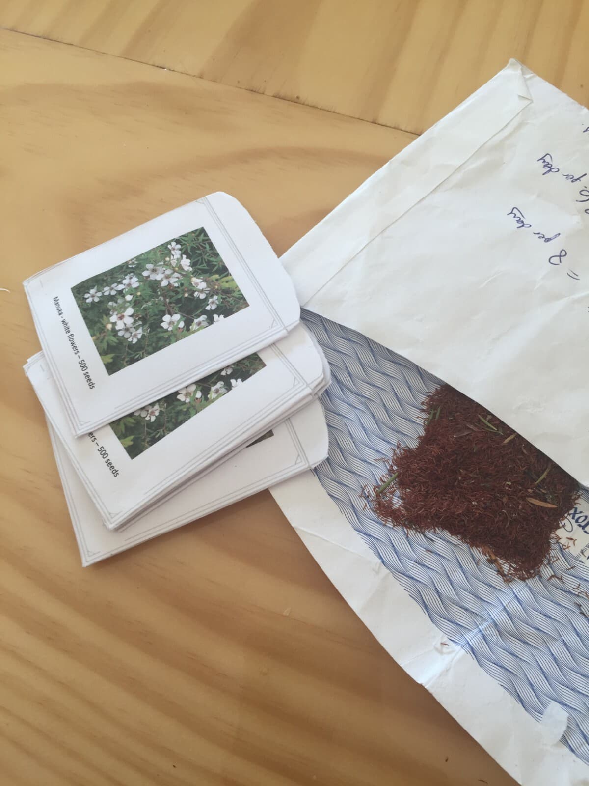 White Manuka - 500 seeds - Leptospermum scoparium - from New Zealand 2