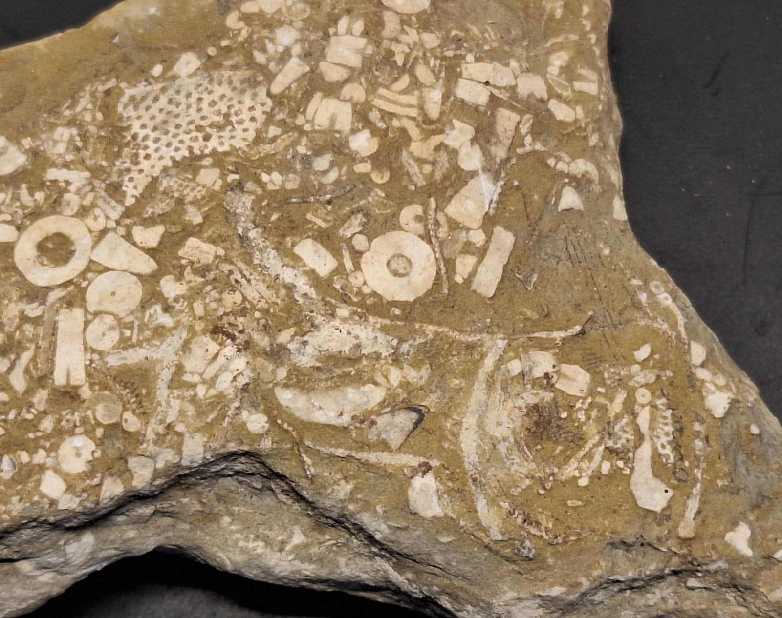 Fossil Hash Plate Brachiopod Coral Crinoid In Limestone Devonian Period Michigan 4