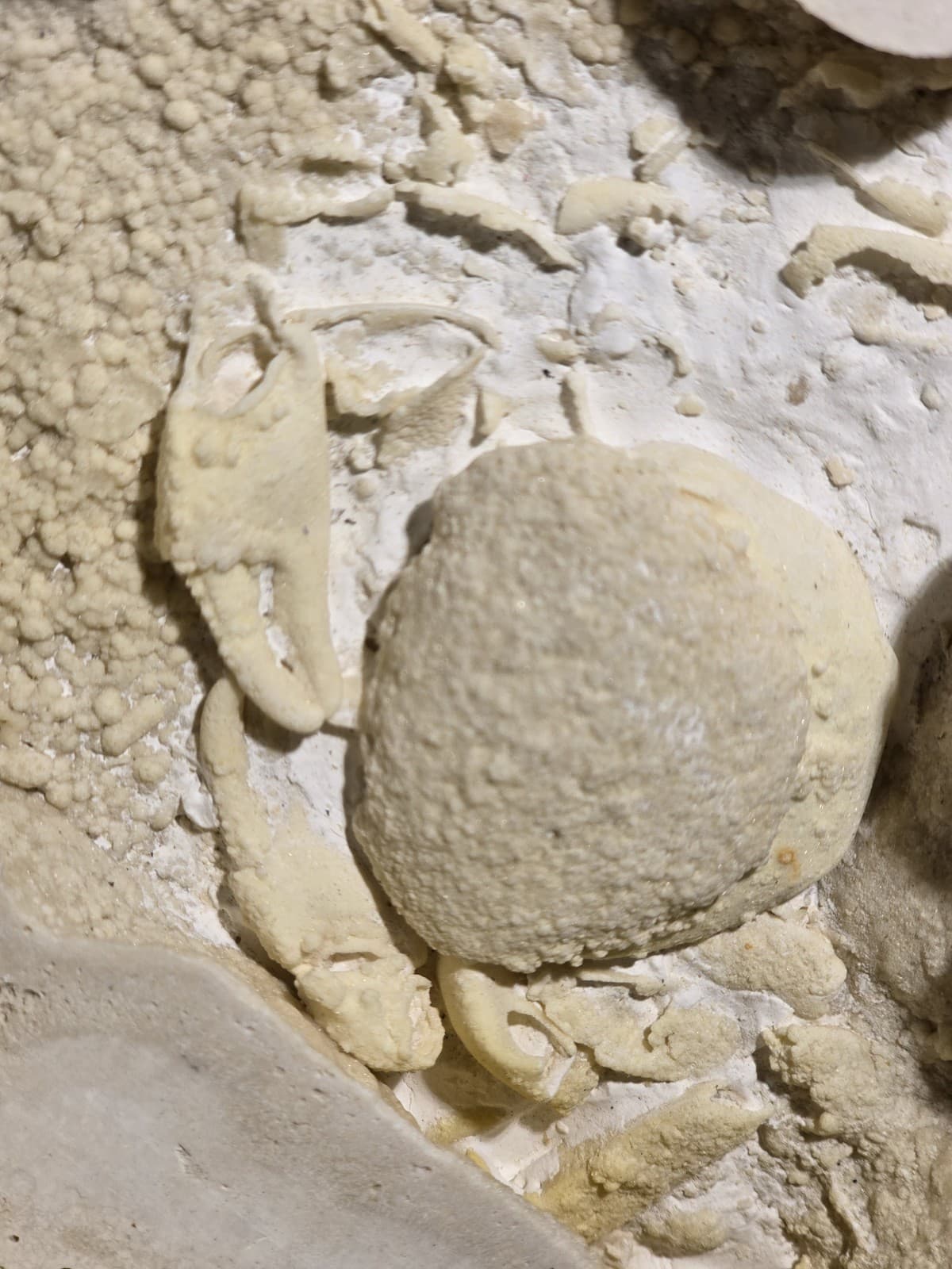 Travertine crab fossil 4