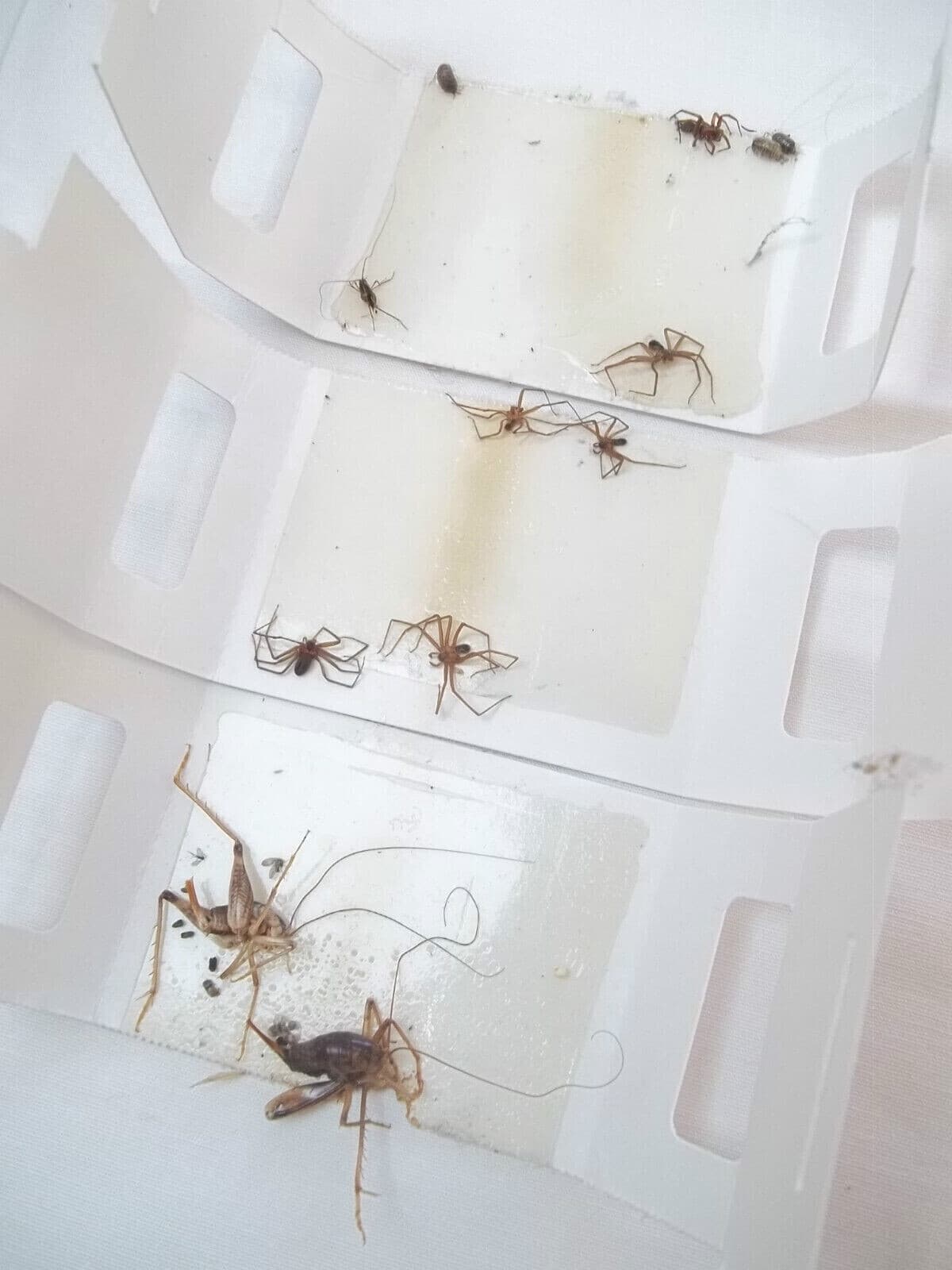 36 Catchmaster 288i Spider Insect Control Sticky Glue Boards ~108 Monitor Traps 2