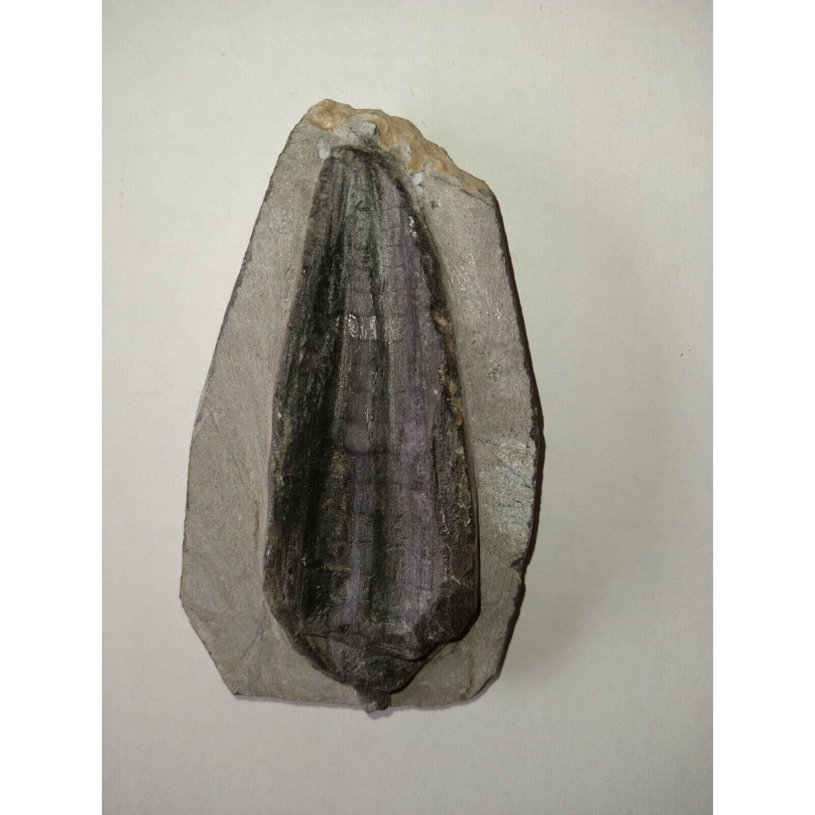 EXTINCTION- Cupressocrinus CRINOID FOSSIL  - TOP QUALITY! 5