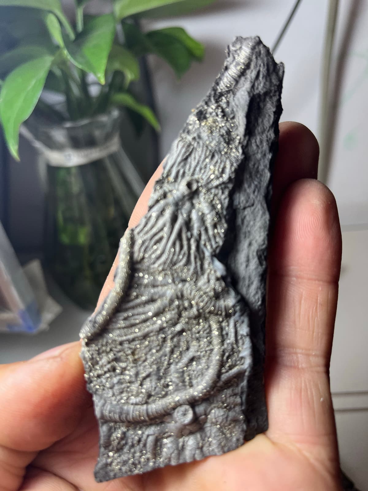 Natural Triassic period prehistoric Jurassic biota crinoids Fossils 2