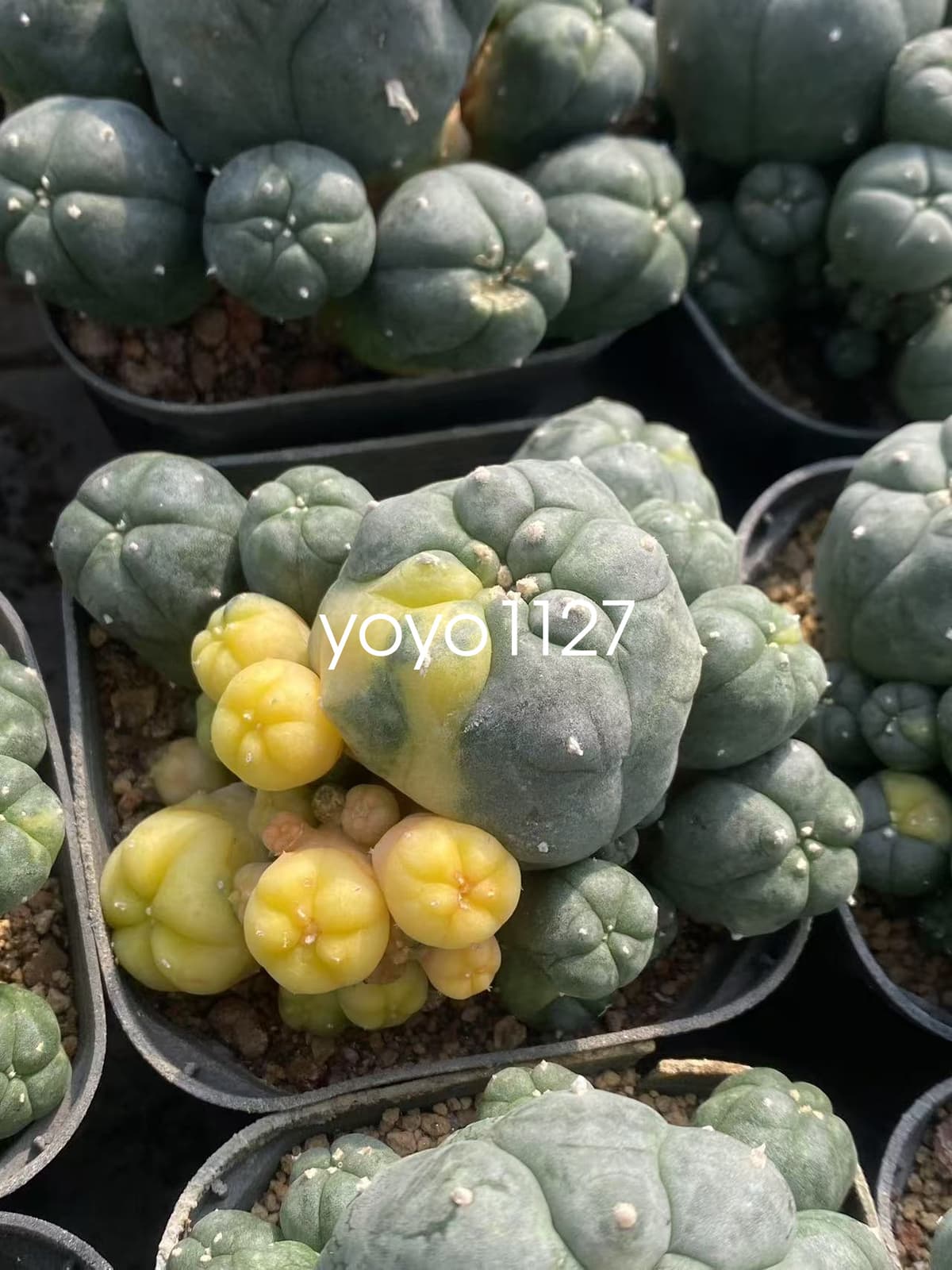 1PC Succulent Cactus williami Variegated Random SelfRoot Multi Heads plants 5