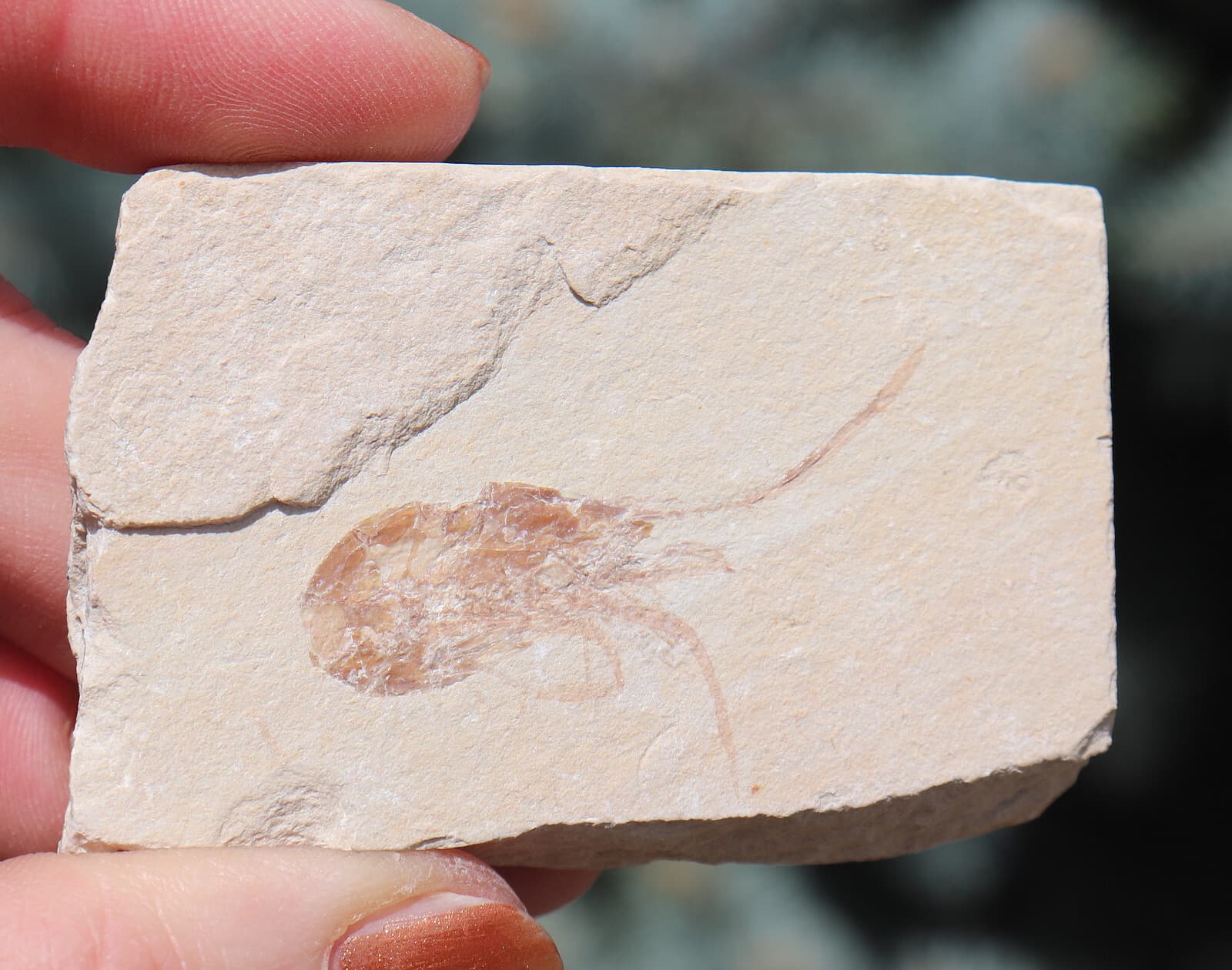 Jurassic Fossil Shrimp Solnhofen Germany    Well Preserved History  6.7 Cm's