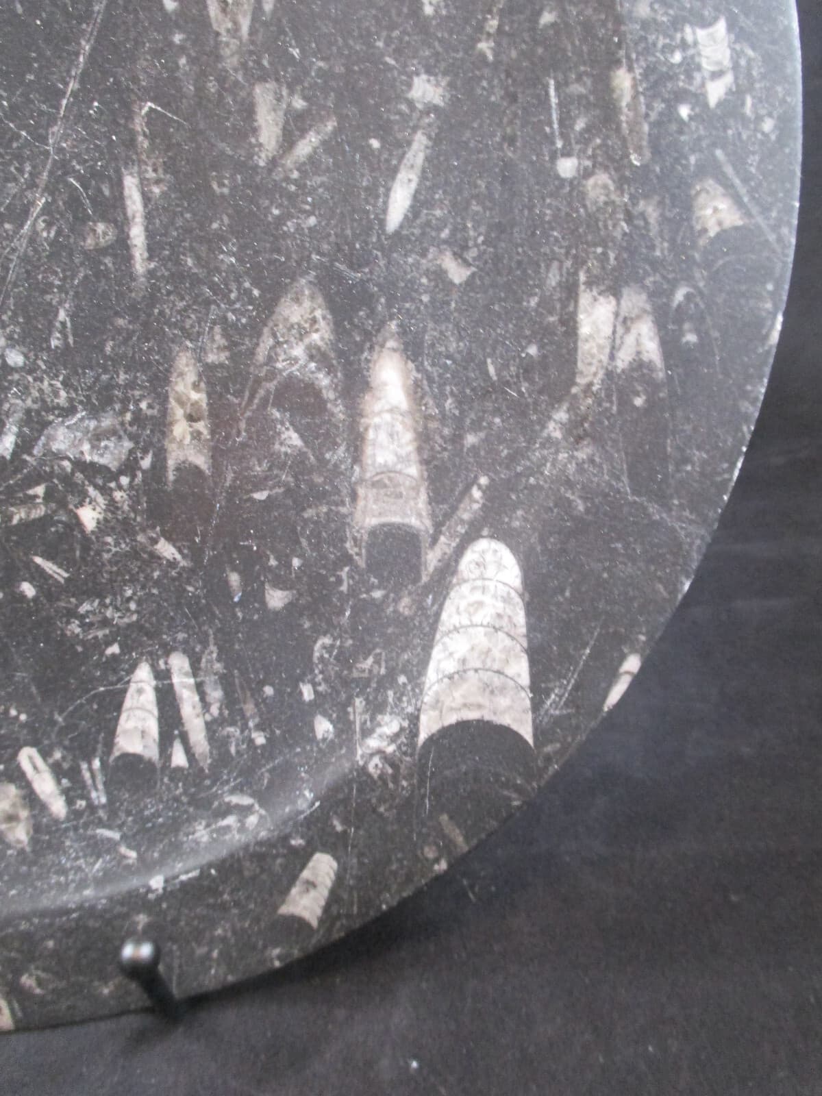 Hand Carved 11 " Fossil Plate w Orthoceras  Fossil 400 Mil Yrs. 2 Lb 9 Oz 4