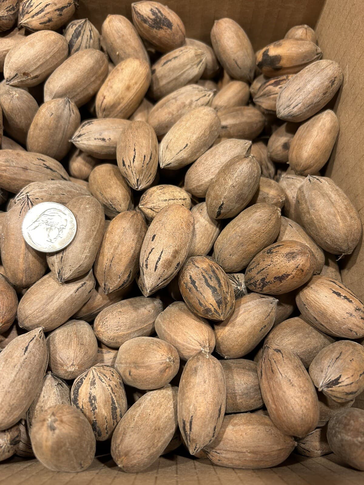 10 Lbs. Fresh 2025 Stuart Pecans In The Shell, Great For Squirrel Feed Or Baking 3