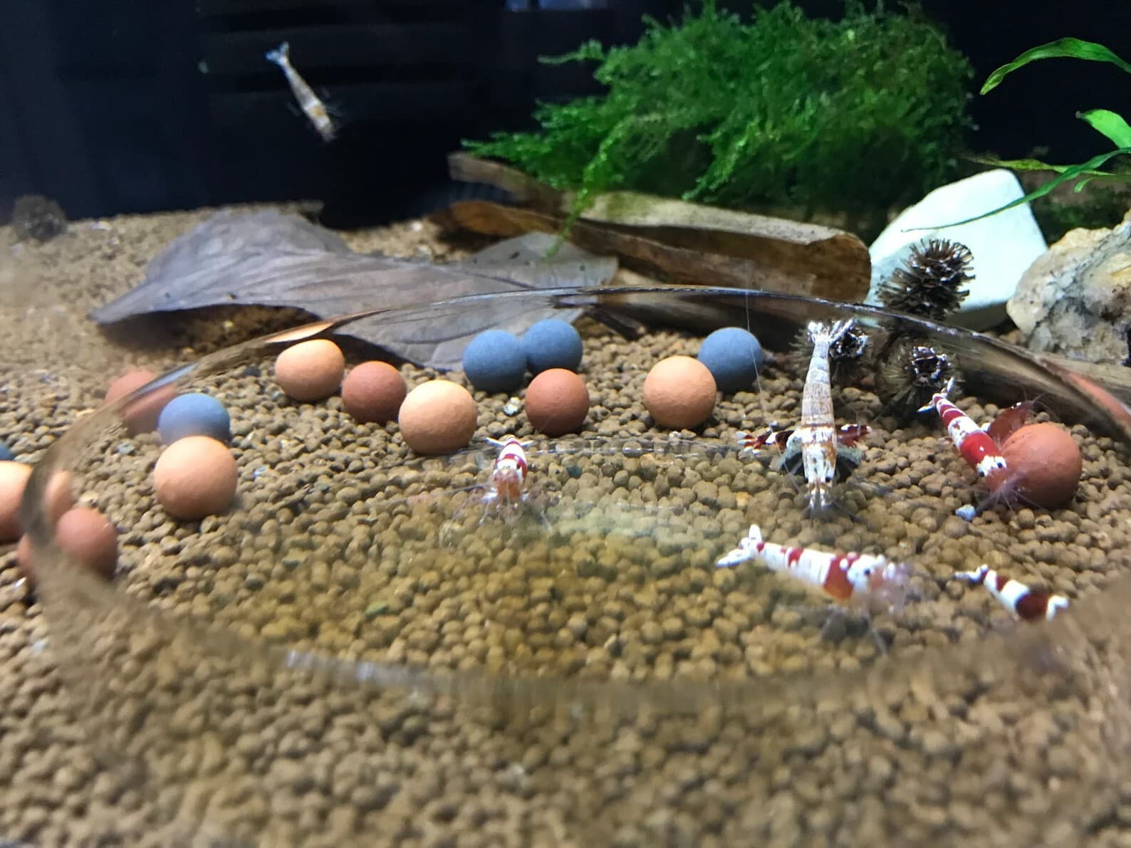 Nano Starter Package for Shrimp tanks - Freshwater Shrimp Snails Betta Fish Crab 5