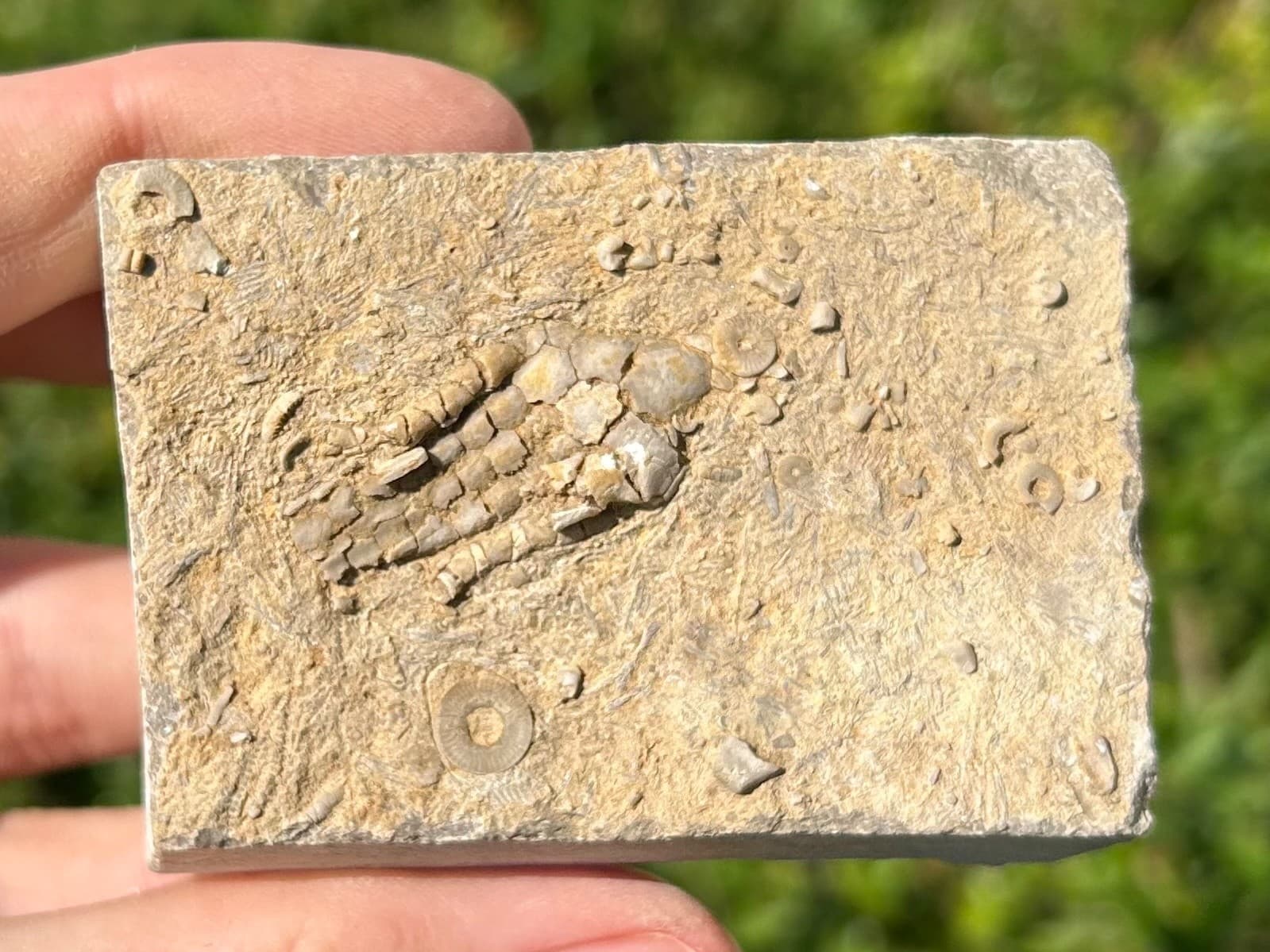 NICE Fossil Crinoid in Matrix Harmostocrinus Alabama Bangor Limestone Formation 2