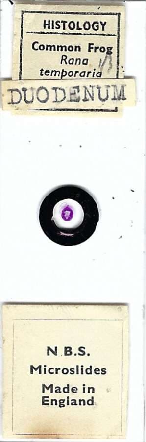 Common Frog Duodenum Microscope Slide by N.B.S.