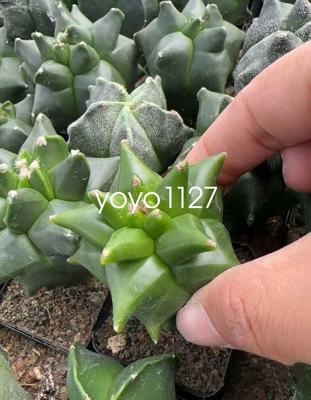 Astrophytum myriostygma 'Kikko' Seedgrown Raresuculents plants 5-7CM 4