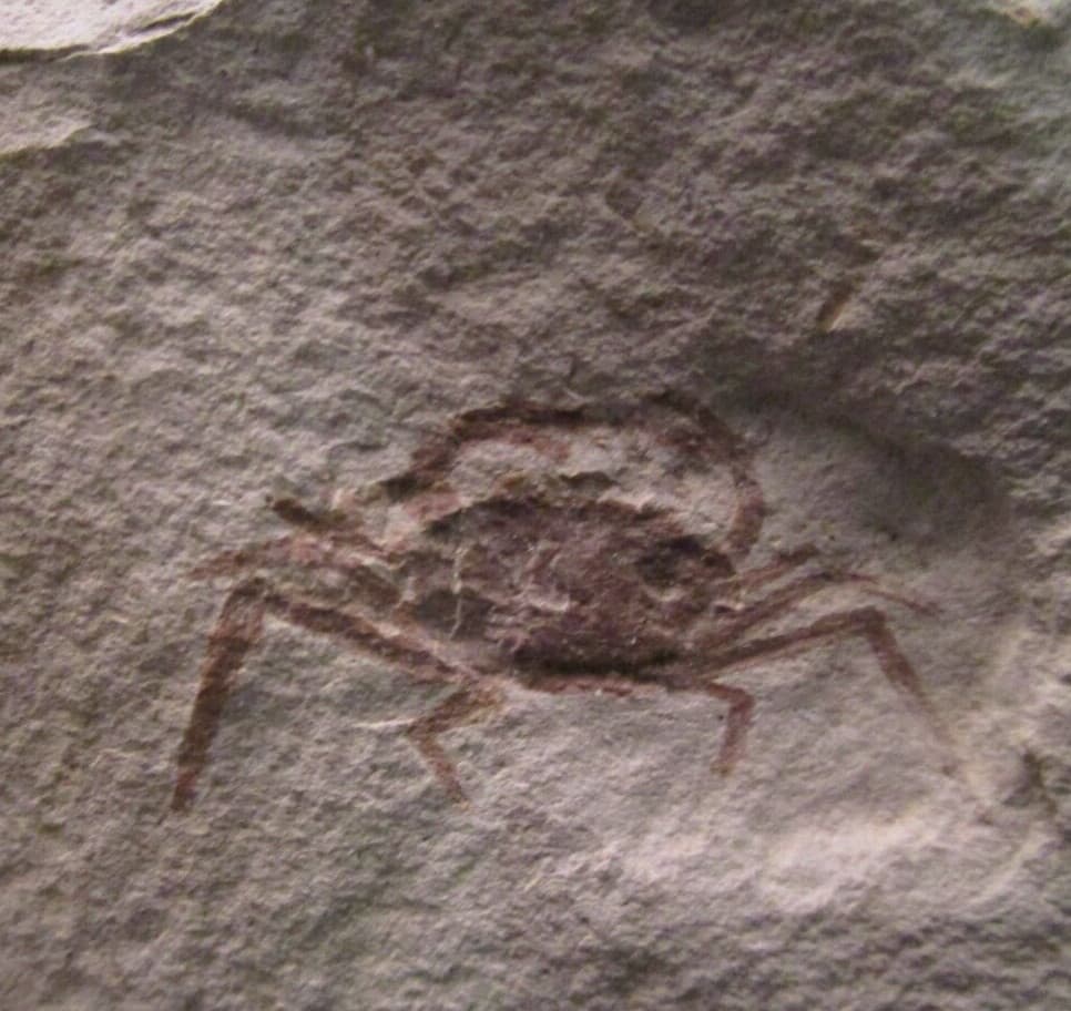 Two Miocene Fossil Pea Crabs Pinnixa Galliheri Monterey Fm San Luis Obispo CA 2