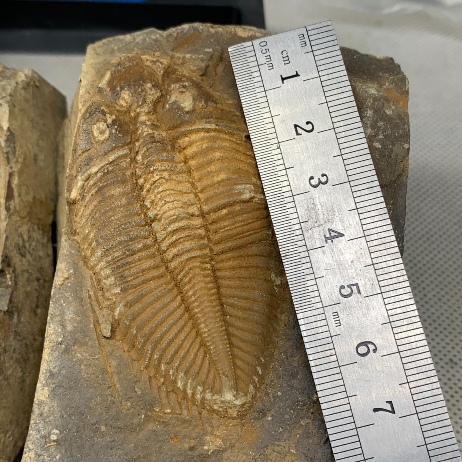 A pair of exquisite Hunan Xiangxi trilobite fossils 4