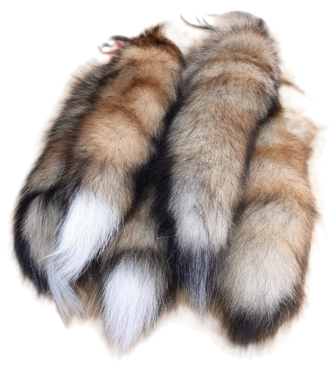 Red Fox Tail, 13-17" Tanned 4