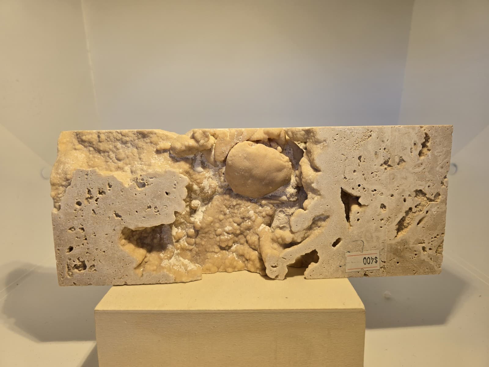 Travertine crab fossil