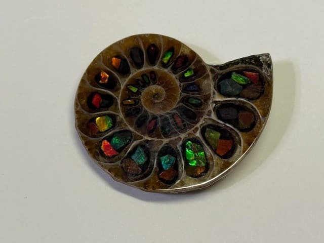 SPECTACULAR RARE,AMMOLITE(CANADA) INLAY IN FOSSIL AMMONITE(MADAGASCAR)SEE VIDEO! 4