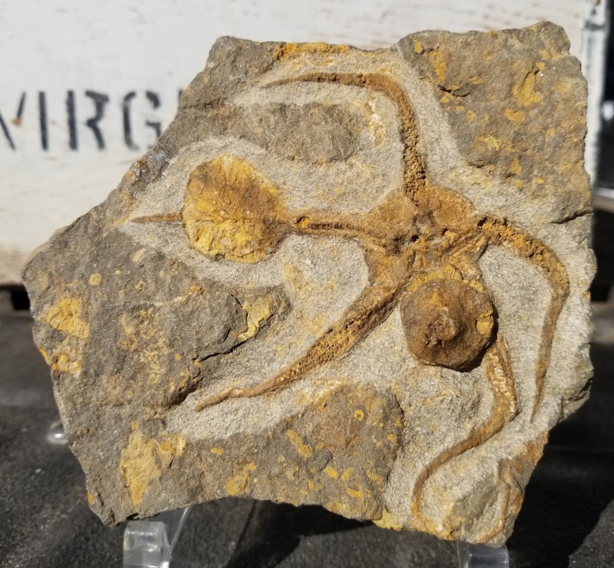 Ordovician Sea Starfish Brittlestar Fossil Morocco Marine Over 400 Mill Yrs Old 2