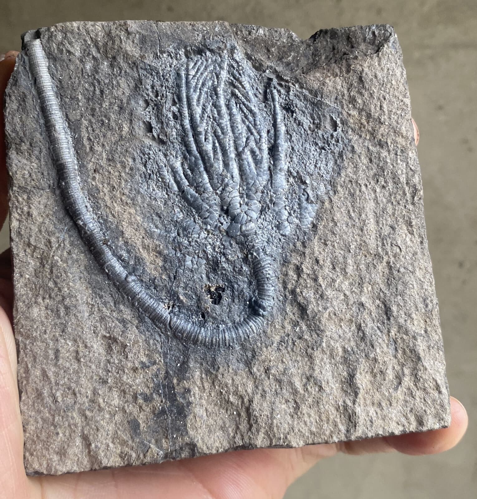 Natural Devonian prehistoric Jurassic biota crinoids Fossils 5