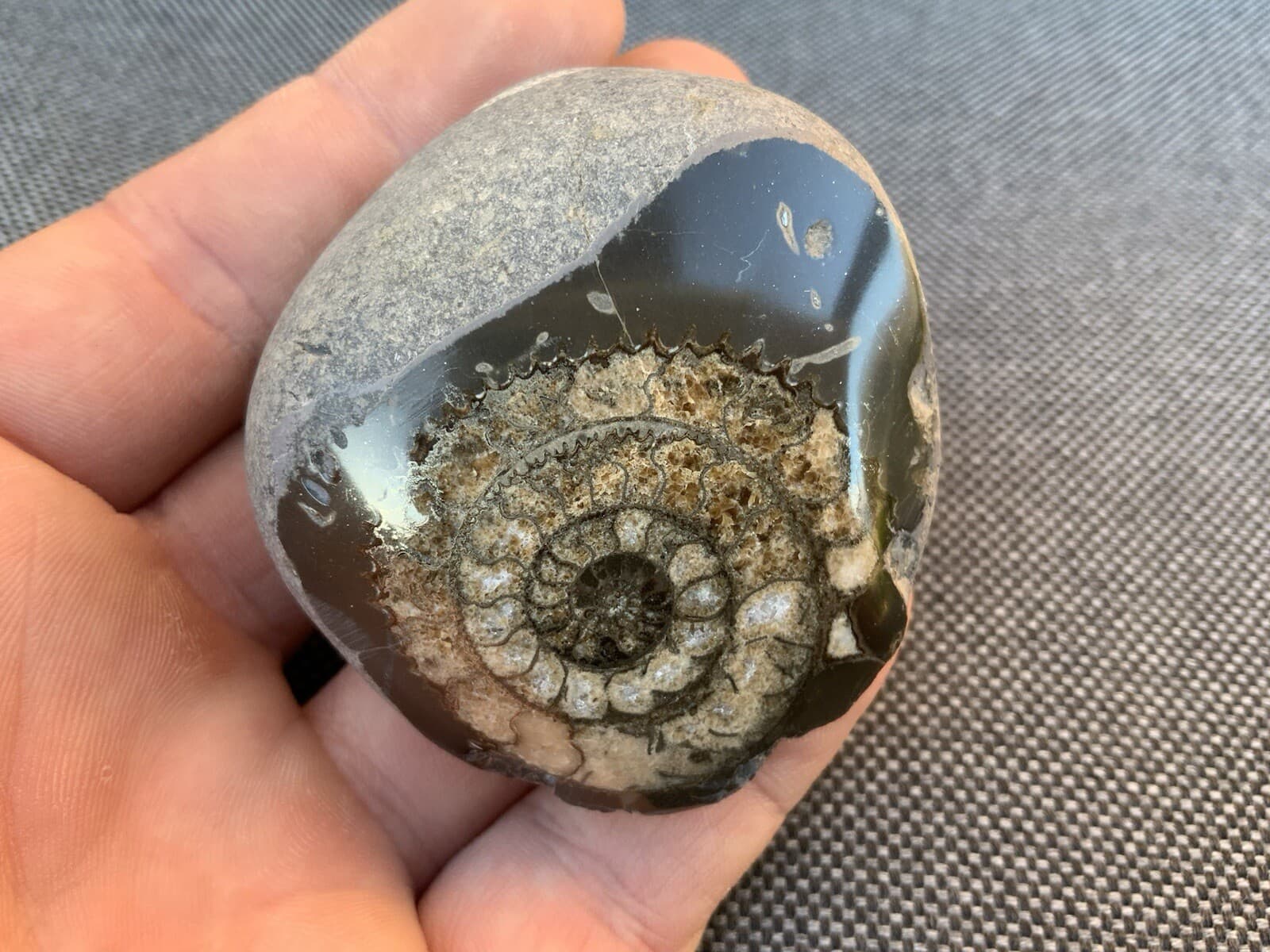 Polished Fossil Ammonite Paperweight, Dactylioceras sp, Whitby, Yorkshire Coast