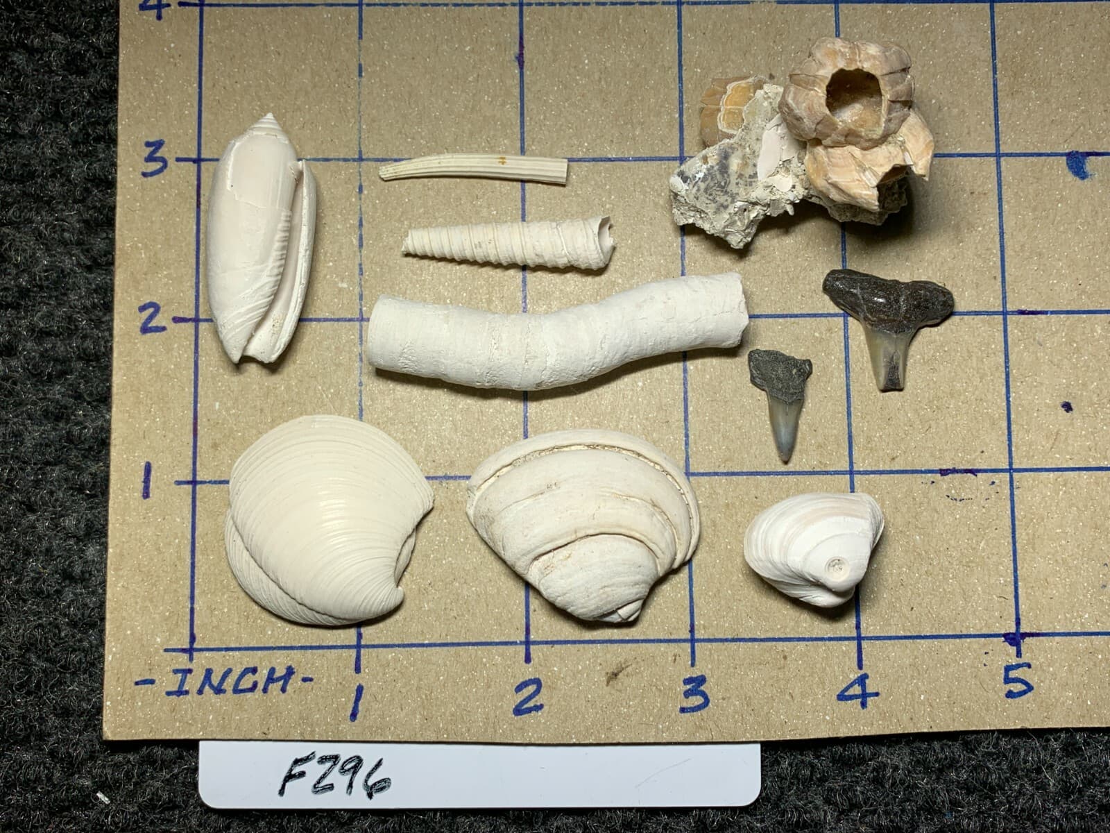 ☆Fossil Specimen 10 Pack - Berkeley Quarry S.C. - Barnacle-Dentalium-Teeth ☆296