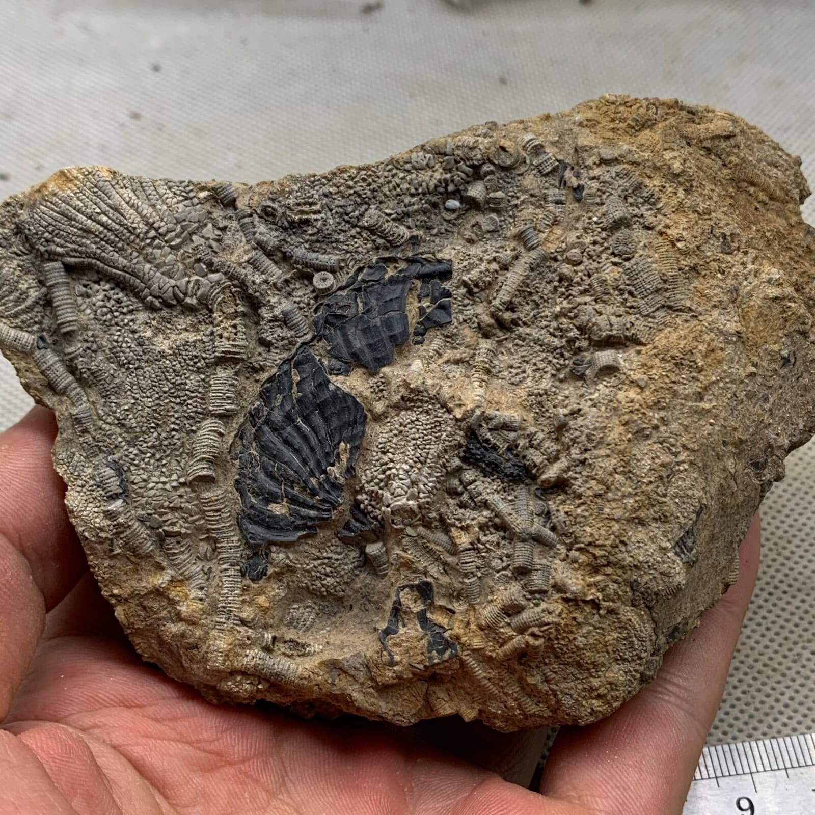 380 grams of fossils of crinoid from the Guanling Biota in Guizhou 2