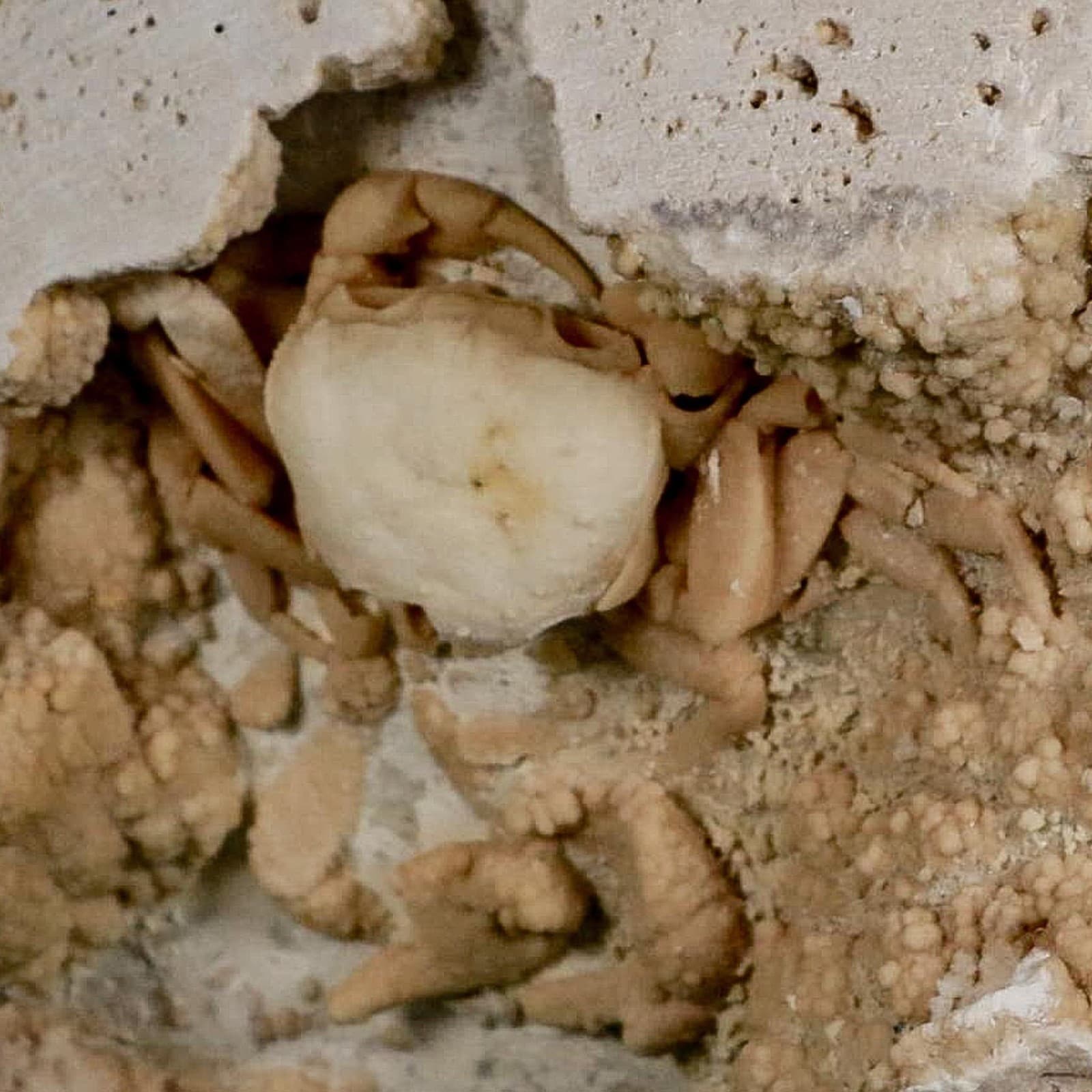 2.7" Potaman Sp Fossil Freshwater Crab In Travertine Denizli Basin Southwest 4