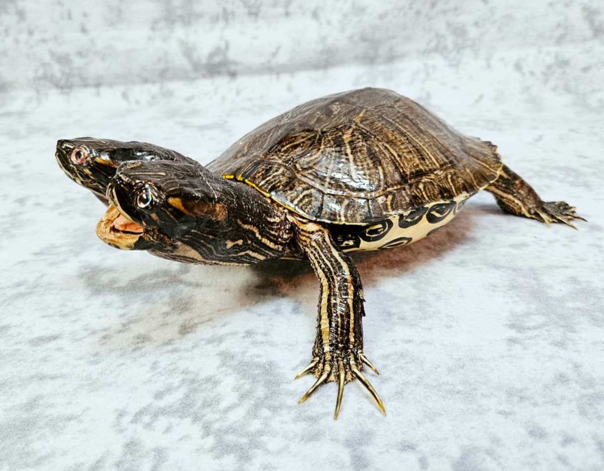 Two-Headed Turtle Taxidermy Gaff Snake Reptile Lizard 3