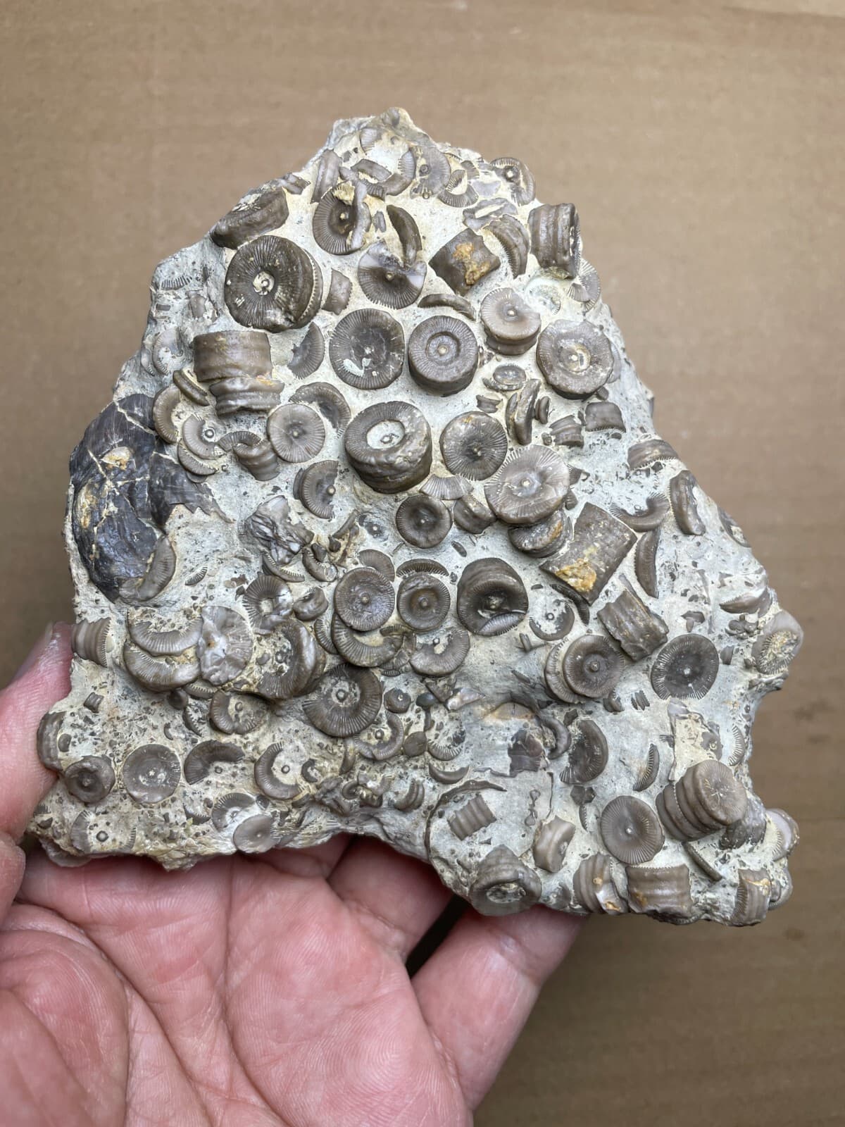 529g Devonian period Crinoid Geologic rock specimen