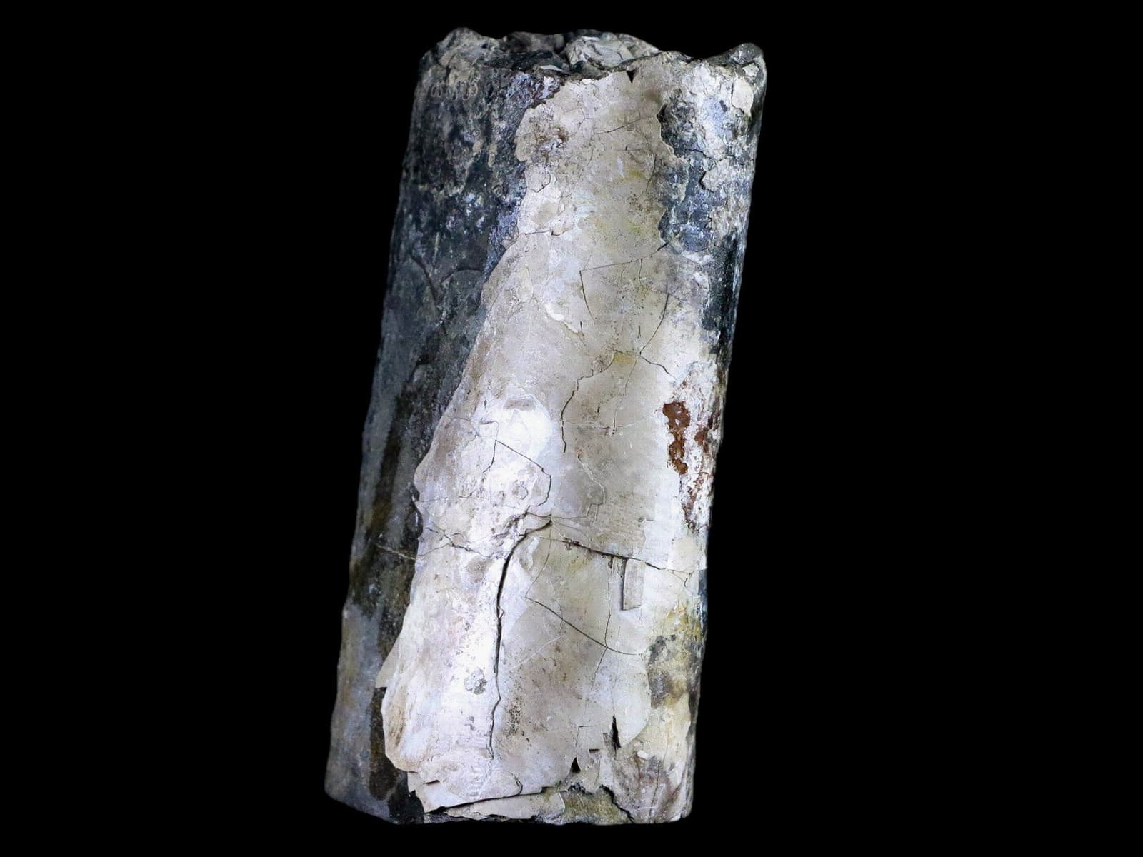 4.1" Baculite Fossil Opalized Cephalopod Late Cretaceous Bear Paw Shale Montana 5